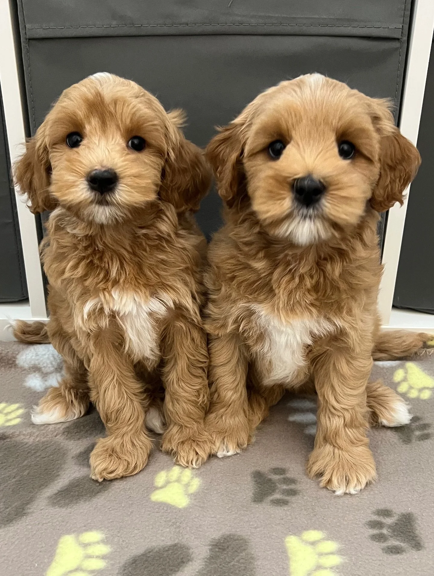 Otter (left, female) and Hedgehog (right, male) from our 🐿️🧡 #SHDTheCritterEnd litter are AVAILABLE to be matched with families!

Hedgehog is available for standard adoption.

We hope to find a guardian family near Morristown, NJ for Otter. I&rsquo