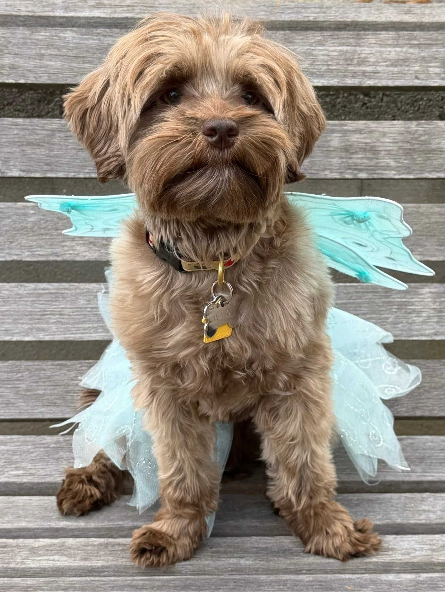 Happy Halloween 🎃👻 from Sunny Heart Doodles! Thank you to my guardians who sent the CUTEST photos! There were some great costumes this year! {📸 featuring Avalon, Rowyn, Camper, Vippy, Una and Sedona} ☀️❤️ #sunnyheartdoodles