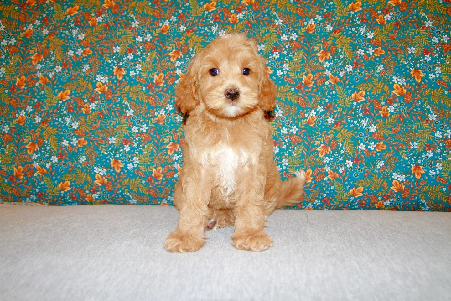Meet OTTER, our keeper pick from 🐿️🧡 #SHDTheCritterEnd! We hope to retain her as a prospective breeding mama (pending health testing) and we couldn&rsquo;t be more excited about this little star. ✨

This mini Australian Labradoodle will mature to a