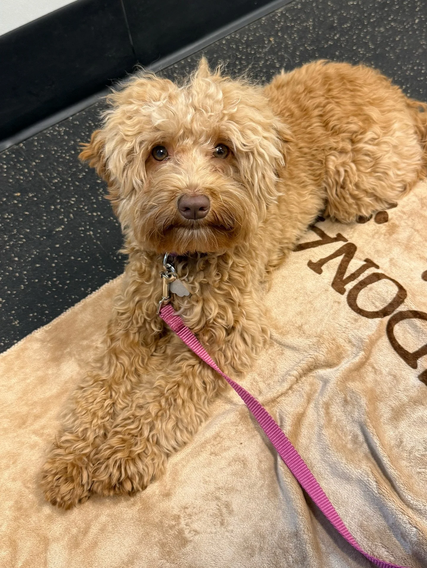 Sedona is plowing through her training classes and doing a GREAT JOB! She&rsquo;s overachieving (this is her FOURTH round of Basic 2) and I love it! Her big sissy, Jordy, also participated in an incredible amount of training and the hard work shows. 