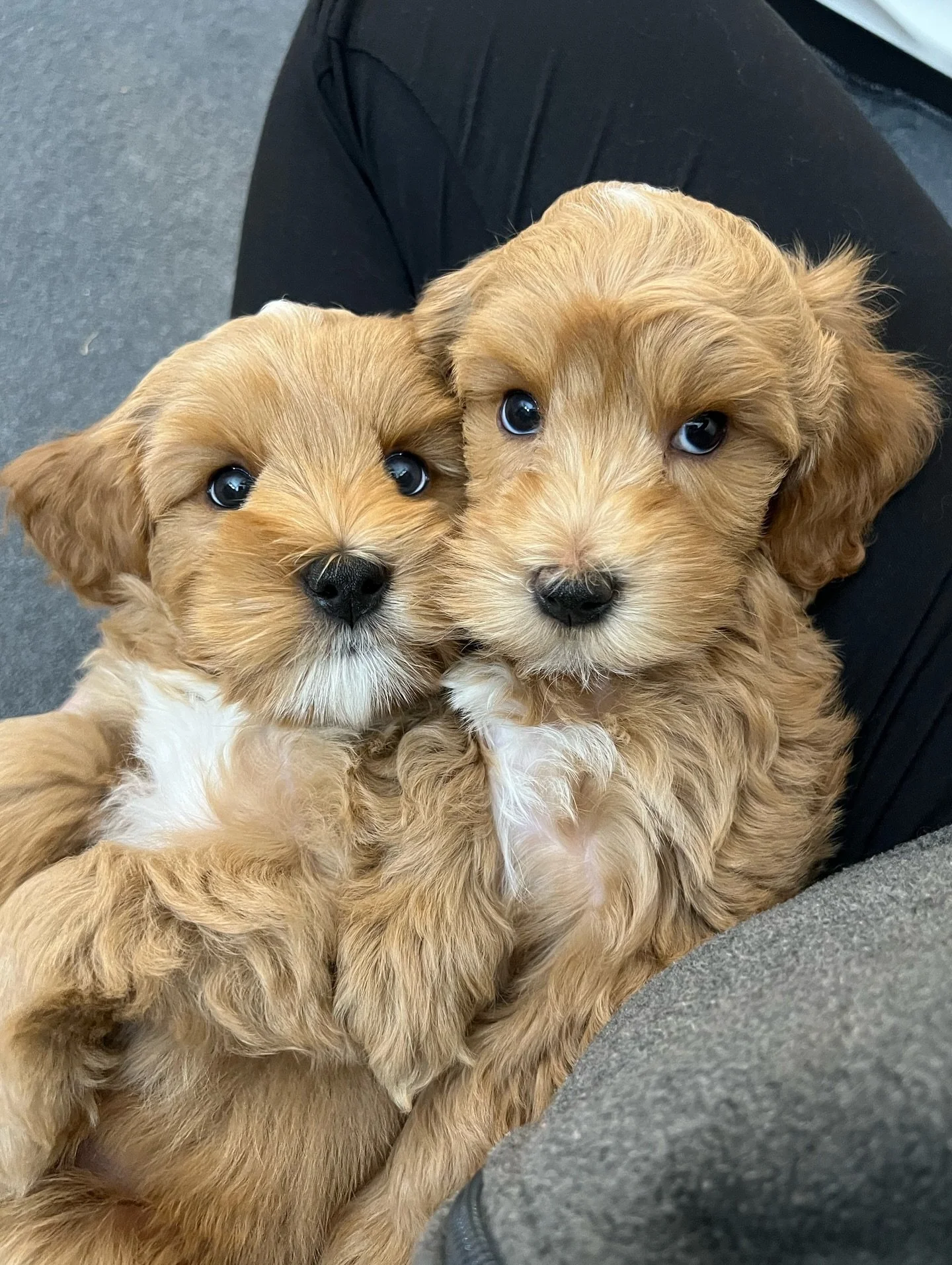 I couldn&rsquo;t possibly be more in love with these two! Sweet Hedgehog (left) 🦔 and Otter (right) 🦦 from our 🐿️🧡 #SHDTheCritterEnd litter are AVAILABLE! They&rsquo;ll be ready to go home Wednesday, 11/5. 🏡 When submitting an application for on
