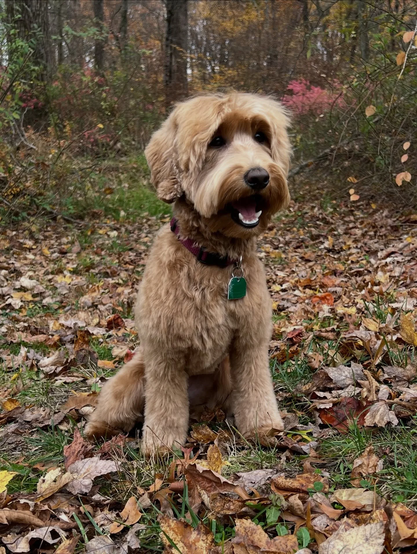 It&rsquo;s grooming week so I get to see all my loves! 🤗🥰 First up is Rowyn, who had her spa appointment AND school with her mom today. Busy, busy! This photo was taken outside of our training school. There was some great fall foliage and Rowyn and