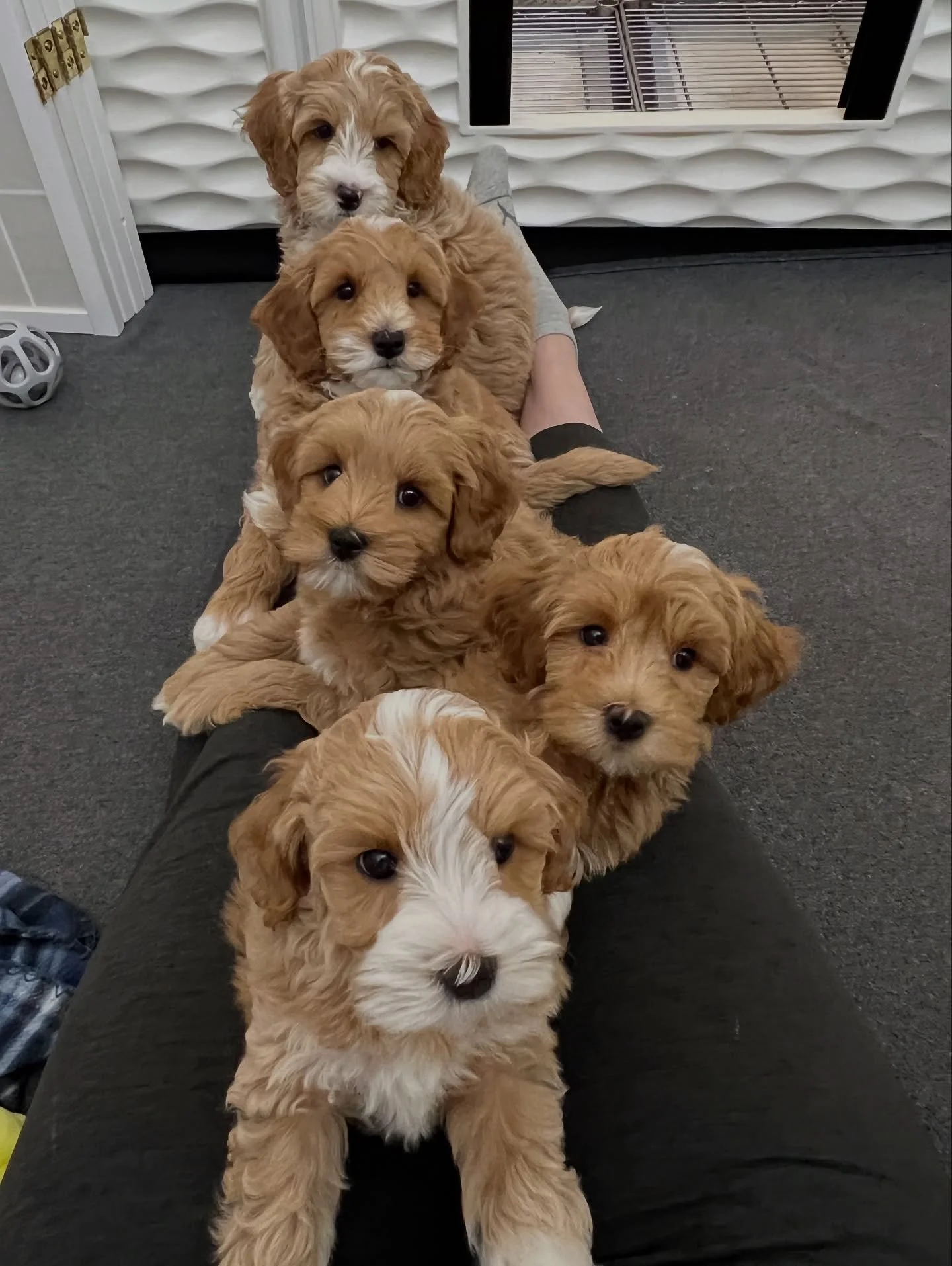There&rsquo;s nothing better!!! 🥰 {📸: our 🐿️🧡 #SHDTheCritterEnd litter} ☀️❤️ #sunnyheartdoodles