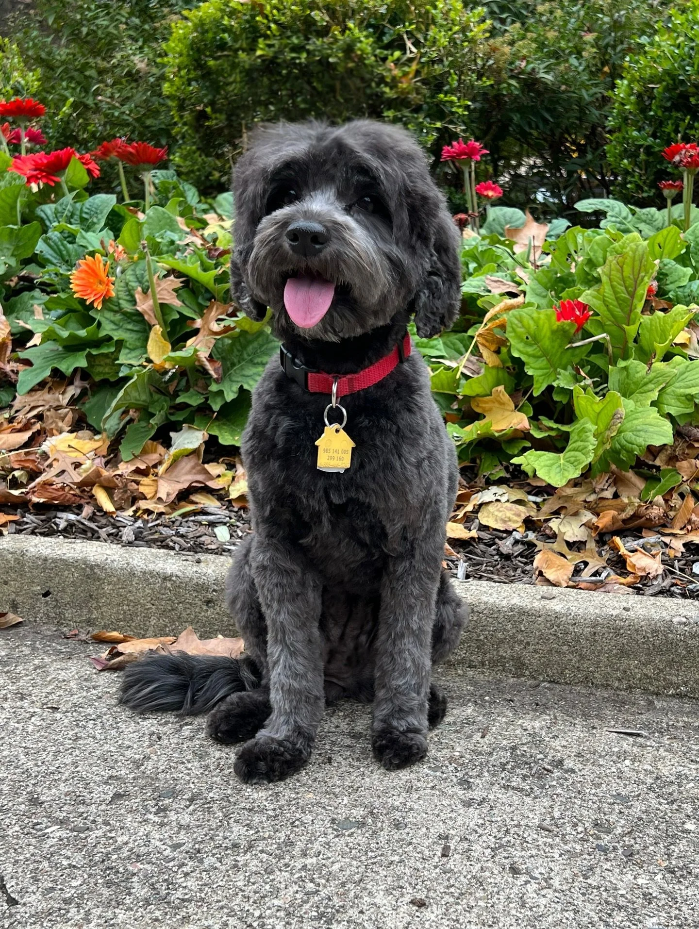 This girl always makes me smile! 😃 It&rsquo;s like Una knows what I&rsquo;m going to say before I say it. Before the word &ldquo;sit&rdquo; is out of my mouth, Una sits&hellip;the same for &ldquo;wait&rdquo; as I bend down to take her photo (If you 