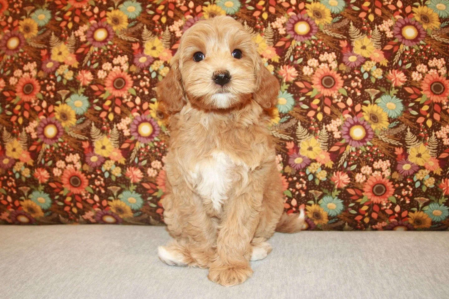 📌 AVAILABILITY! 📌 Otter, from our 🐿️🧡 #SHDTheCritterEnd litter is available for guardianship OR standard adoption, with priority given to guardian home applicants. 🎀🎀 To begin your SHD journey, visit our Get Started page and follow the steps th