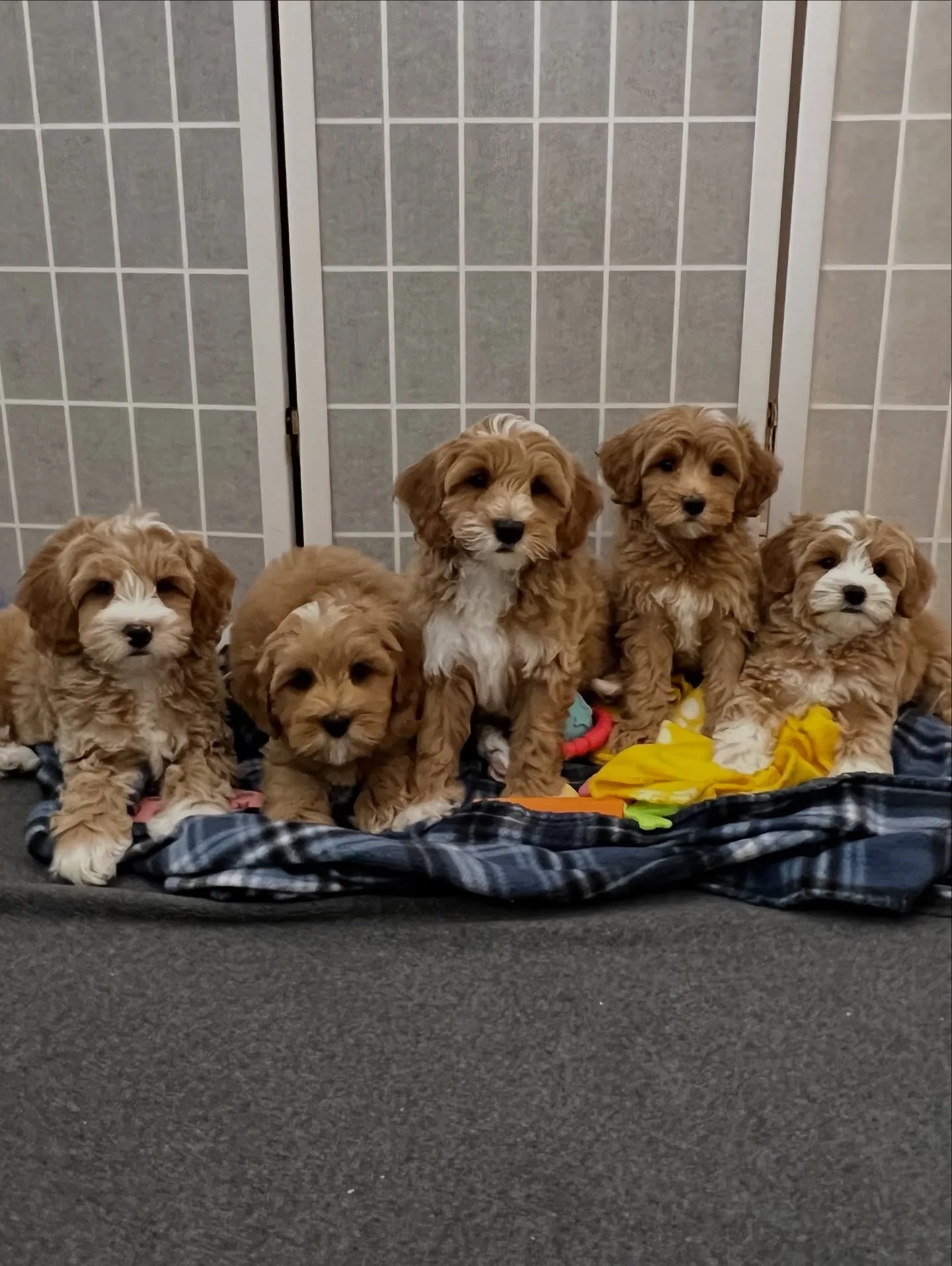 This was my last full litter photo of my 🐿️🧡 #SHDTheCritterEnd puppies and it&rsquo;s absolutely perfect&hellip;just like the pups in the photo. 🥹 These Vippy/Gavin babies were so much fun to raise and sooo special! Every second was pure joy&helli