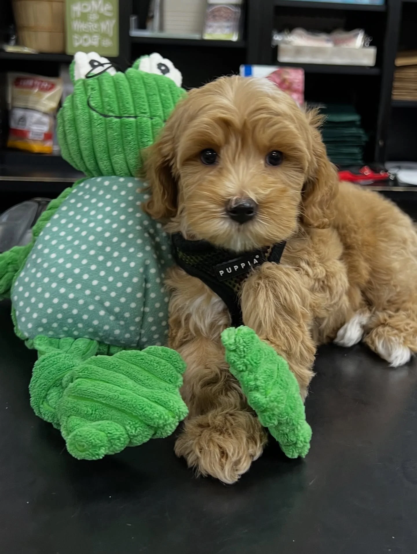 INTRODUCING&hellip;ELLIS (formerly 🦦 Otter from 🐿️🧡 #SHDTheCritterEnd)! 🥰 Every end is a new beginning&hellip;and that&rsquo;s exactly what Ellis is! I&rsquo;m overjoyed to be keeping her as a prospective breeding mama, pending her health testing