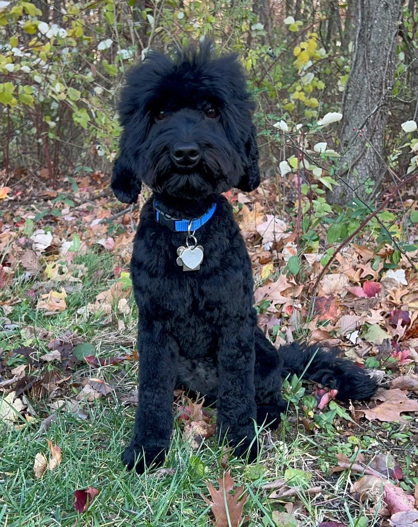 What a good boy! 🩵 I LOVED seeing Camper today! We reviewed all his training at the park and he enjoyed showing off! Unbeknownst to me (until today), his mom has been working on his obedience while other dogs are near on walks/outings. I didn&rsquo;