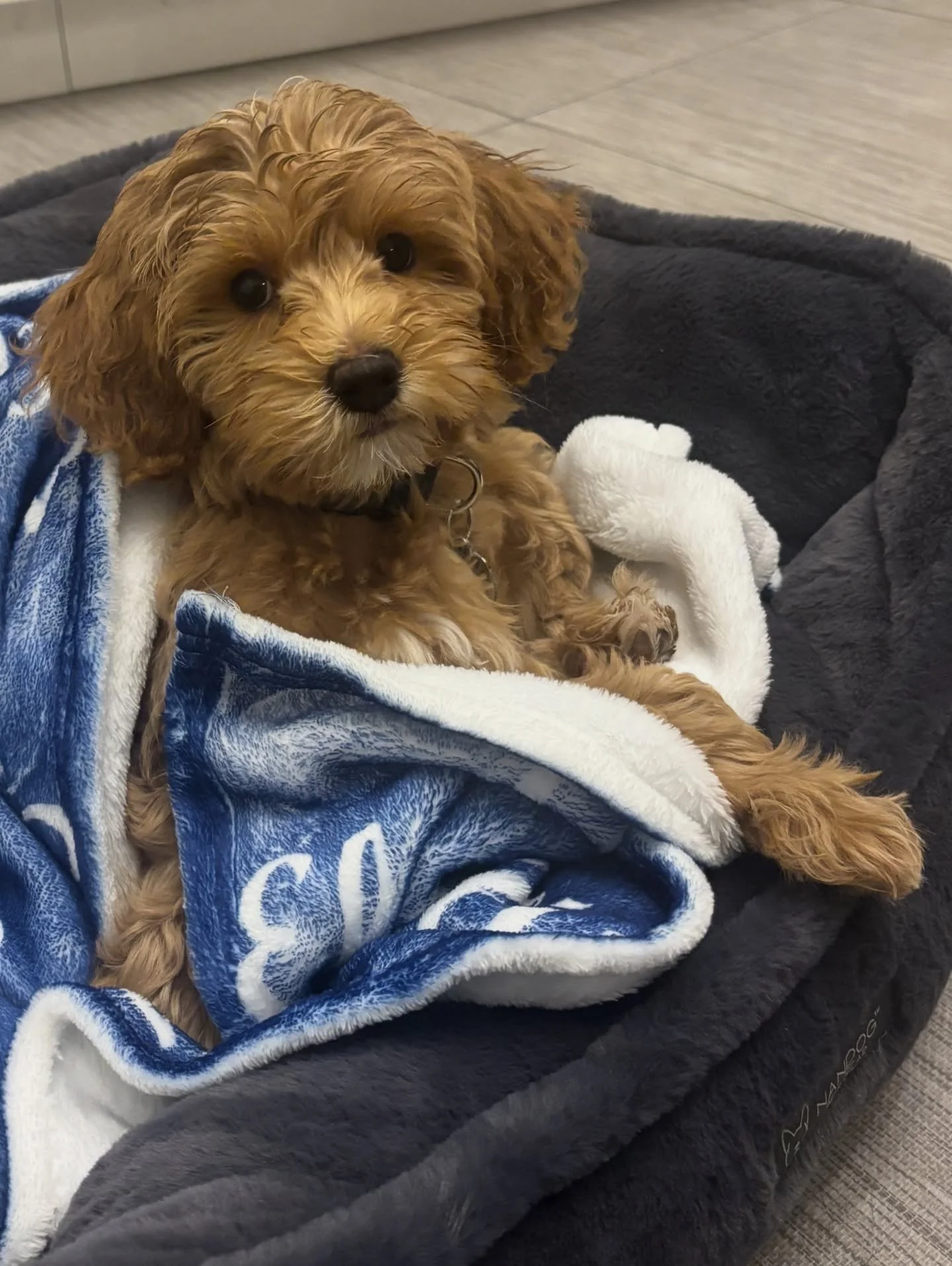 📰 We have some FUN NEWS!! 📰 As a follow up to the @bloomberg @businessweek Doodlemania article that @sunnyheartdoodles was featured in over the summer, we were asked to participate on Bloomberg&rsquo;s Big Take podcast. 🎤 The host and a producer c