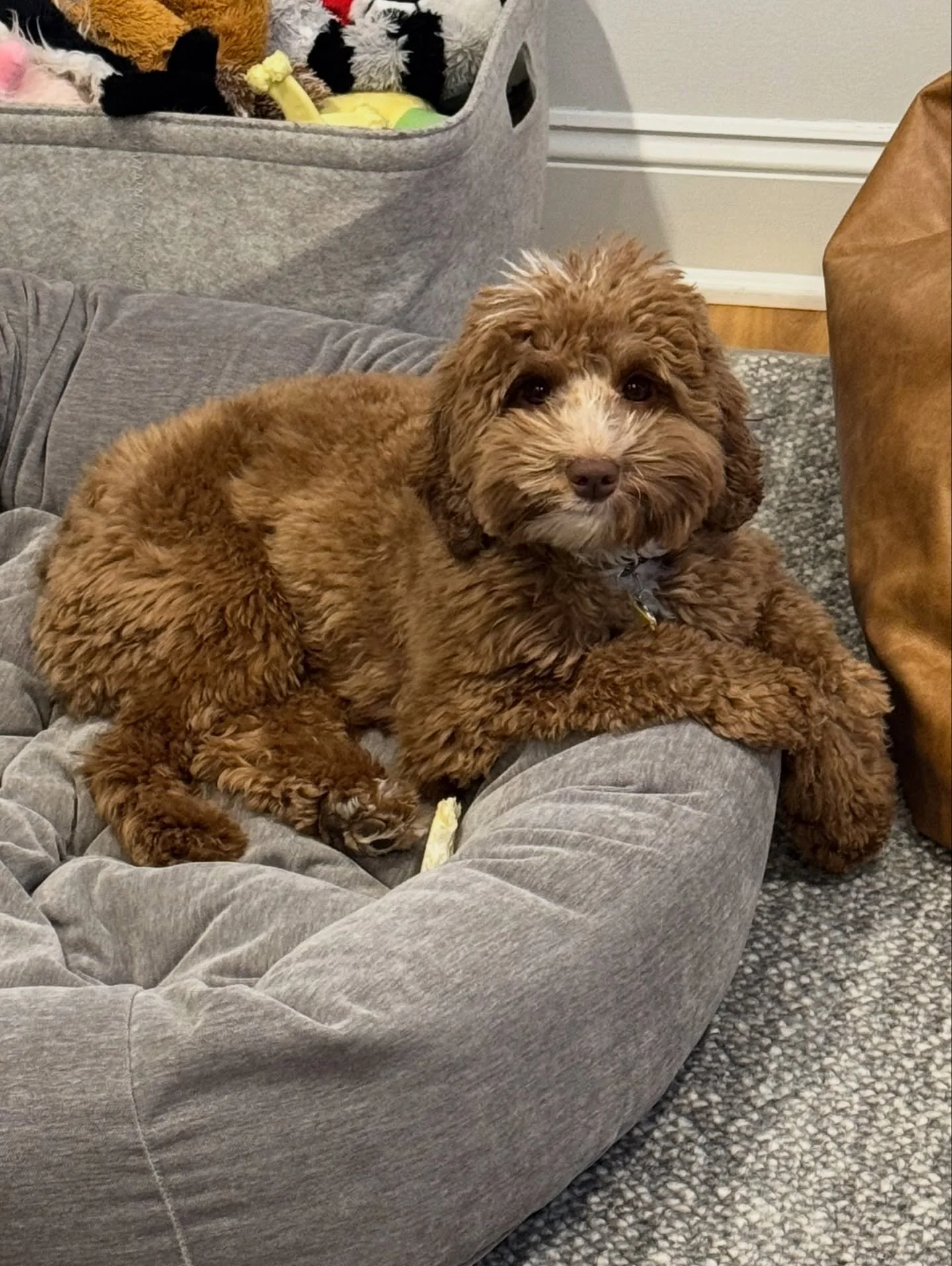 It feels like a great day to stay cozy in bed! Sweet Story has been working hard on some pieces of training! I can&rsquo;t wait to see her in a few weeks so she can show off her skills! 🌟 Many factors come into play when deciding to breed, including