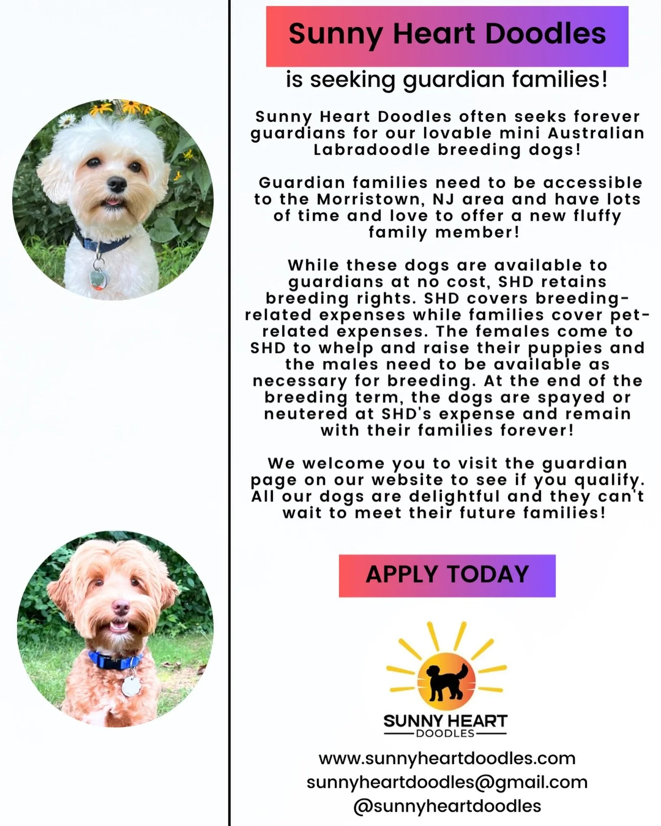 Is becoming a guardian home to one of our amazing mini Australian Labradoodle breeding dogs right for you and your family?? 🤷&zwj;♀️ I just sent an email to a prospective guardian family in which I described a few potential scenarios that can happen