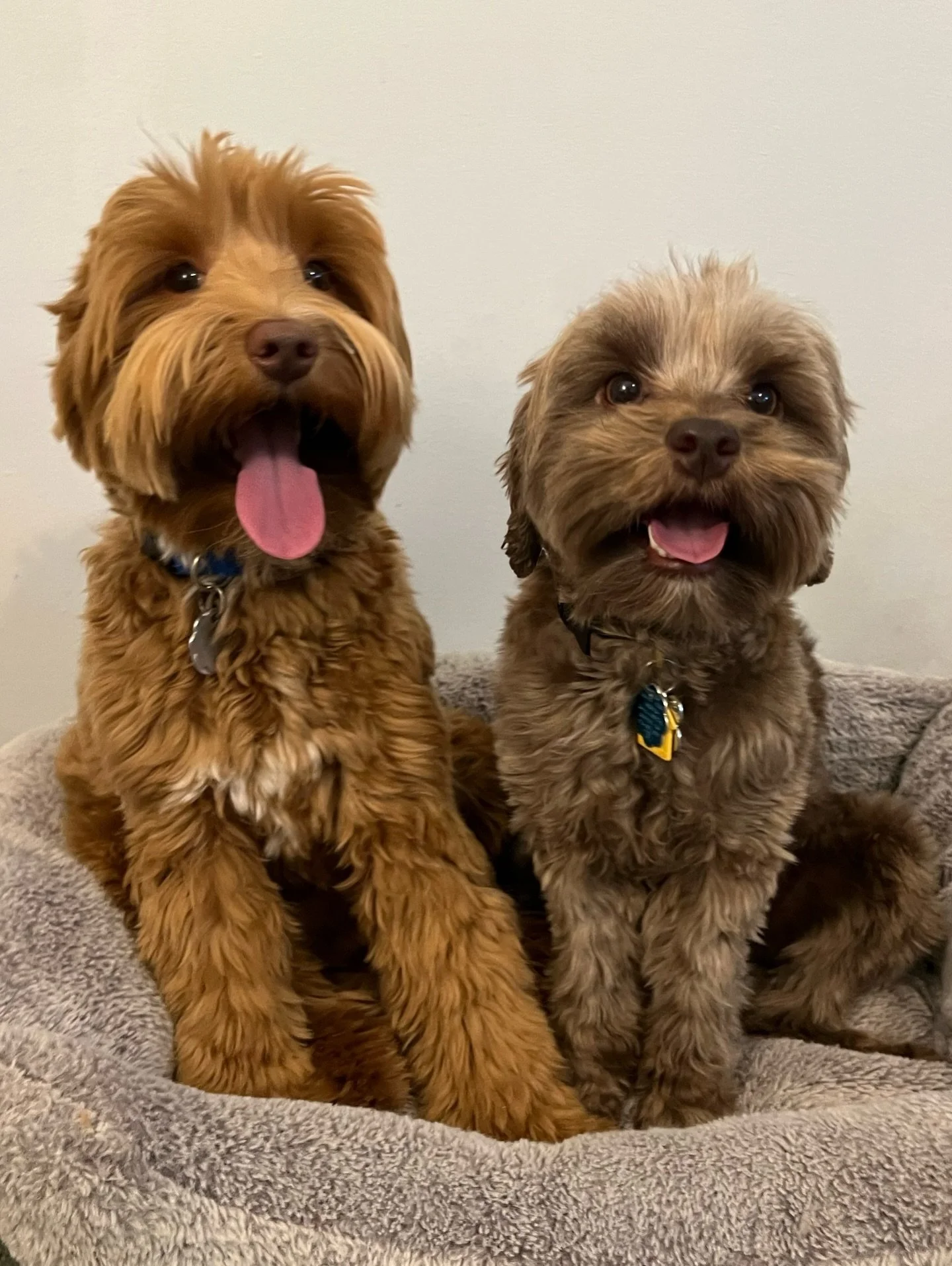 📌 HONEYMOON NEWS! 📌 Gavin and Avalon have started their honeymoon for some darling GAVALON pups! Their babies can be chocolate and/or caramel and they&rsquo;ll weigh approximately 12-18 lbs (with most likely falling in the 12-15 lb range). I can&rs