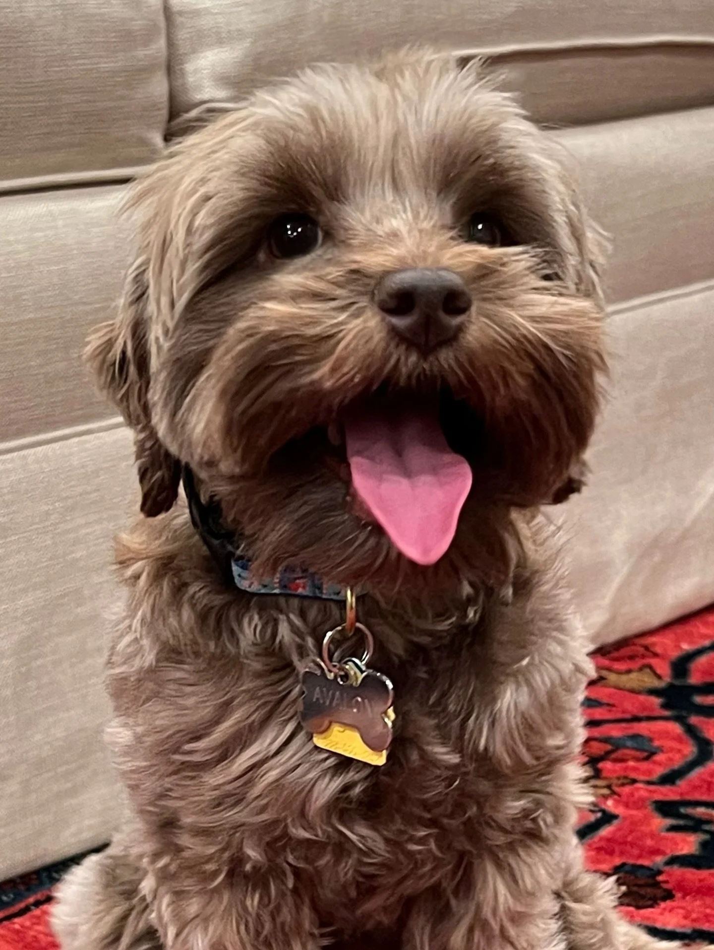 Avalon and Gavin&rsquo;s honeymoon has finished! Now&hellip;we wait! I&rsquo;ll confirm pregnancy by ultrasound in early January but I&rsquo;m expecting that we&rsquo;ll have *Gavalon* puppies in late January/early February. 🥰 I can&rsquo;t wait for