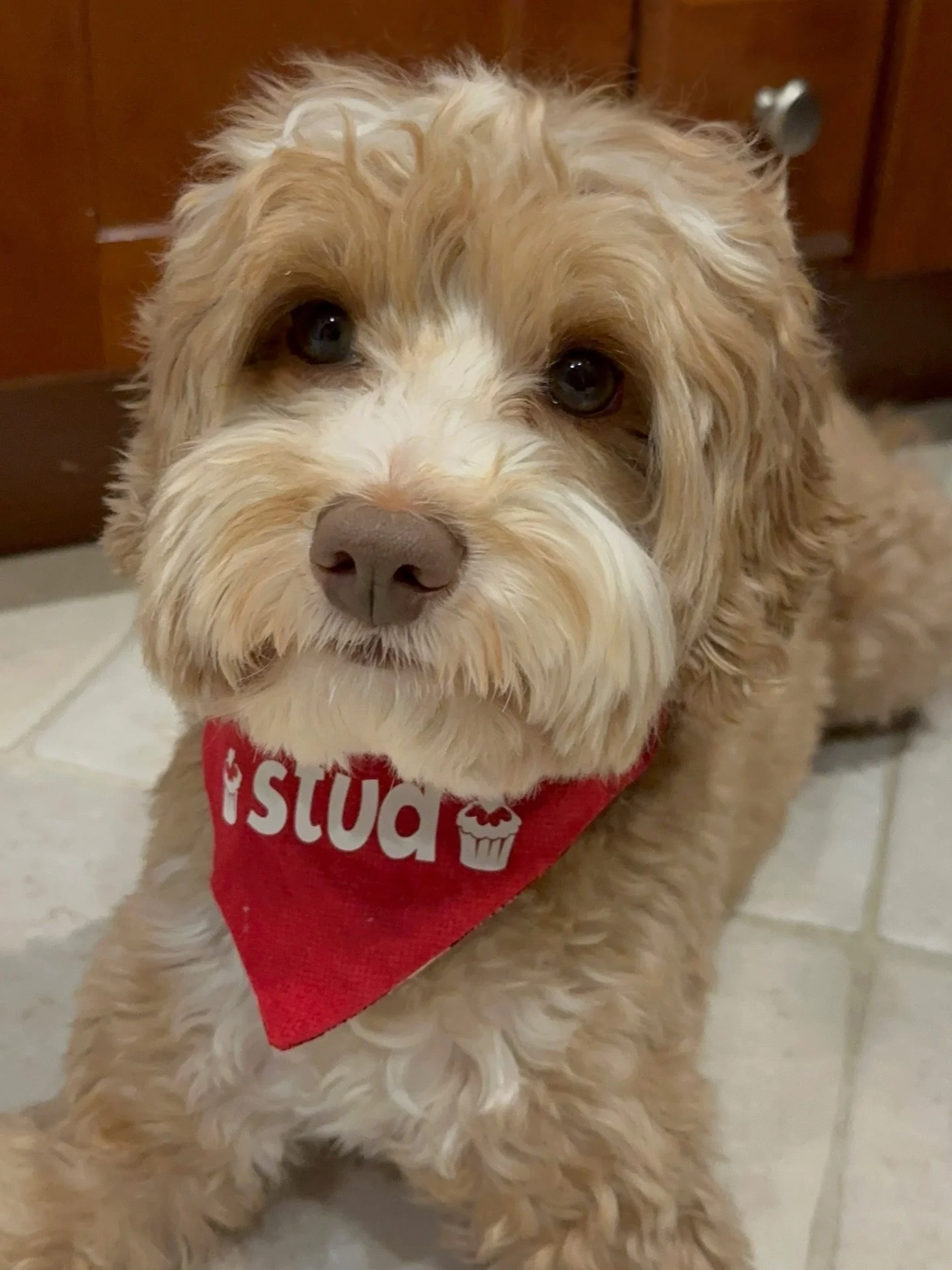 Happy birthday to our handsome stud muffin, Fryler! This sweet boy came to us from Arkansas and has been a joy ever since his arrival in NJ. He is ADORED by his family, by me, by the SHD guardian pack, and by everyone who has his puppies. ❤️ From the