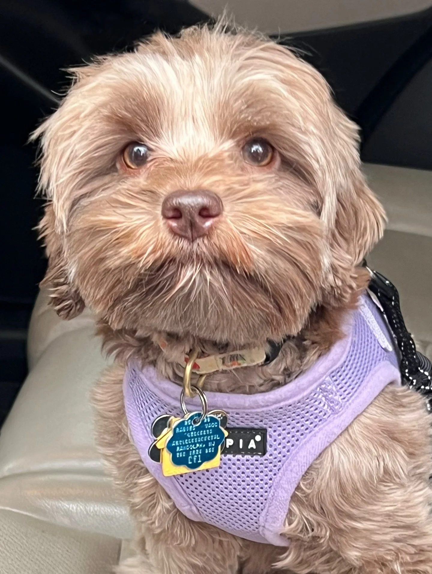 Who wants time traveling powers to jump ahead and confirm Avalon&rsquo;s 🤰 pregnancy? I do!!! ☀️❤️ #sunnyheartdoodles #shdavalonsage