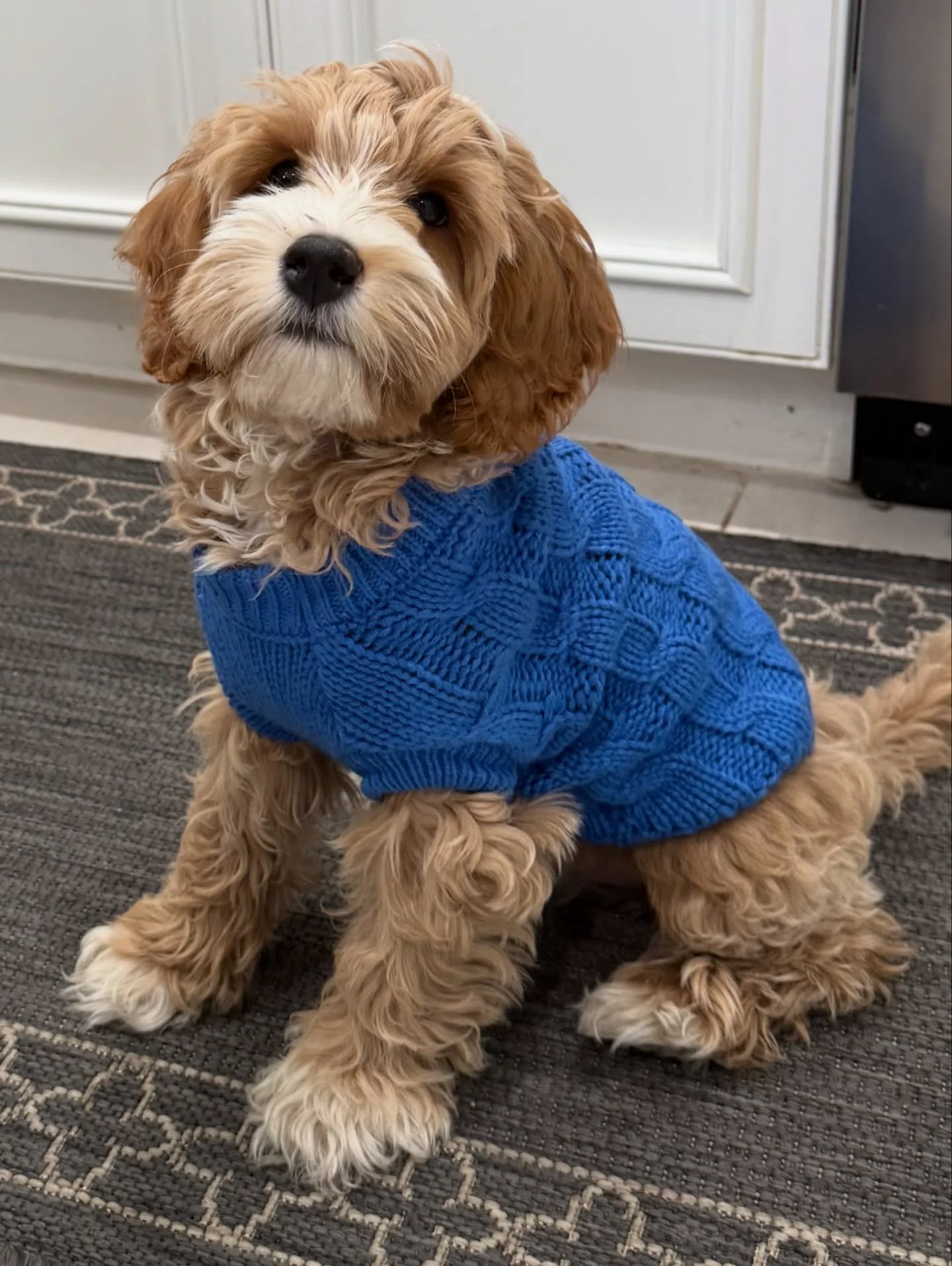 Maybe all weather should be sweater weather when you look this cute!! {Fox, now Sawyer, from Vippy and Gavin&rsquo;s The Critter End litter} ☀️❤️ #sunnyheartdoodle