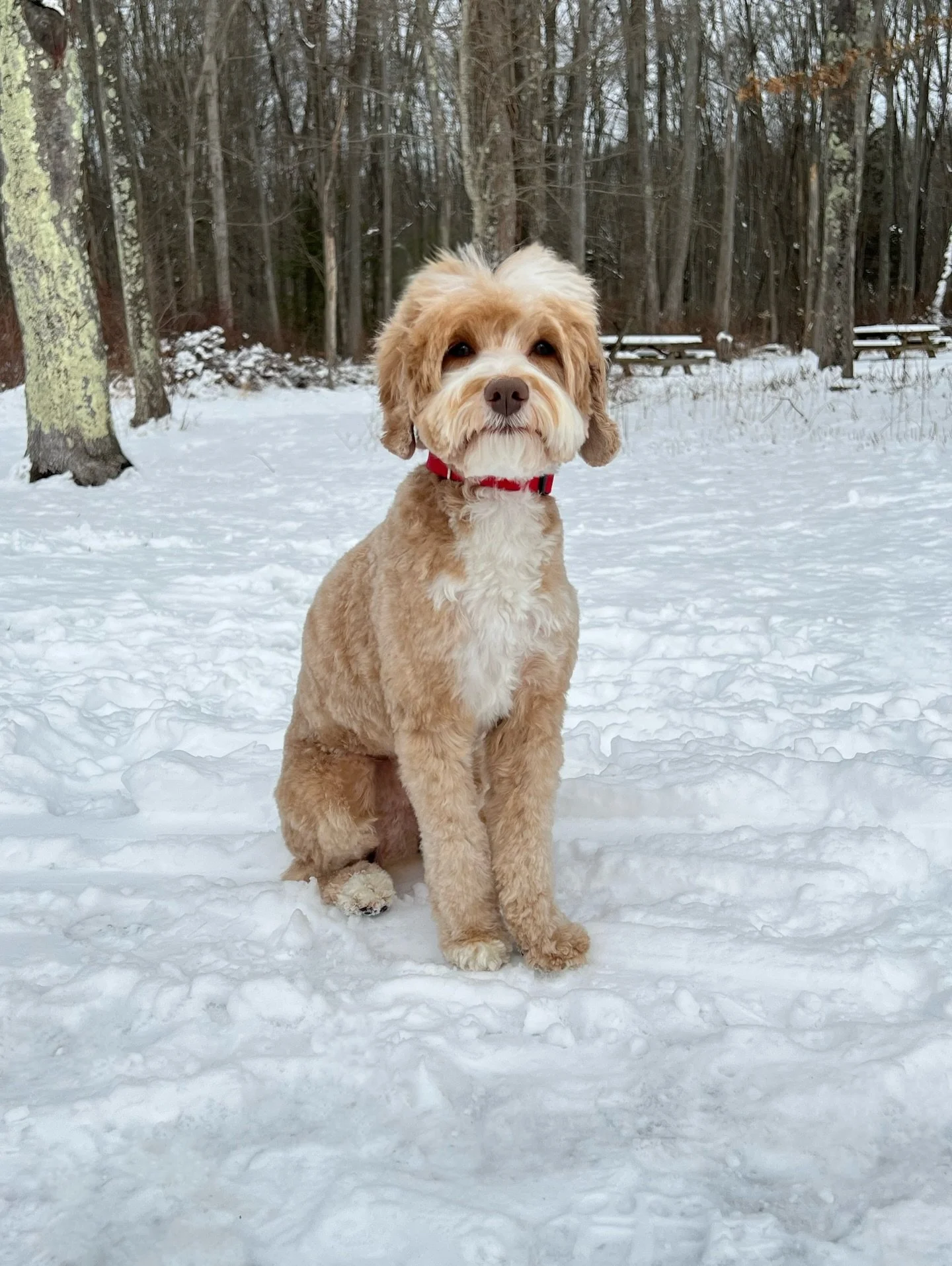 Sweet Fryler! 💙 I always have a great time with this dood! After Fryler went home from grooming, we realized we forgot his leash in my car&hellip;so his mom and sister came to pick it up from me. I got some bonus time hanging out with them for a bit