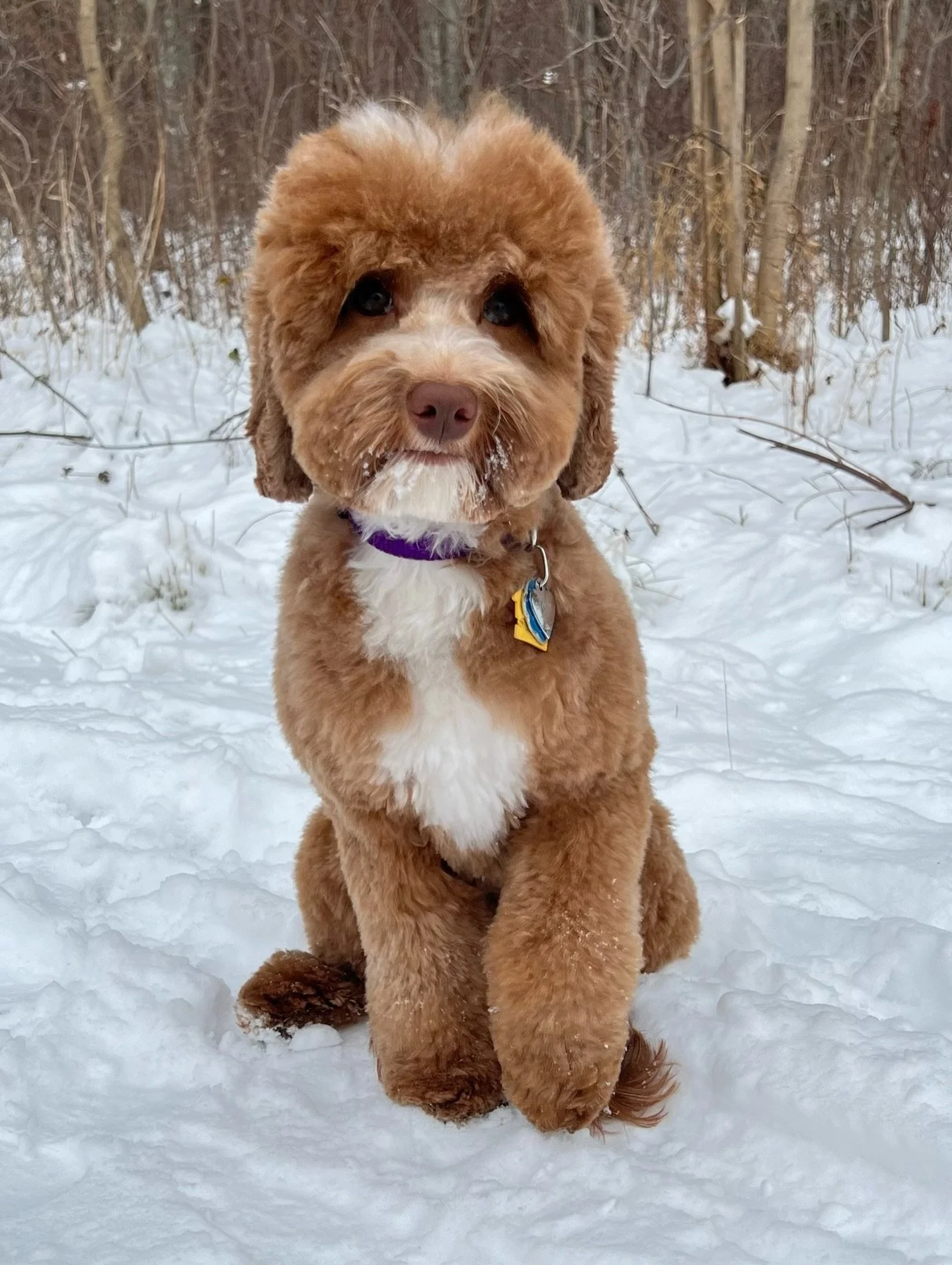 Look at snow bunny Story! ❄️ I got to see Story yesterday after her grooming appointment. We were careful of her coat (nothing worse than ruining a fresh cut 💇&zwj;♀️) but rumor has it that girl had a free for all in the snow over the weekend!! 🤪 S