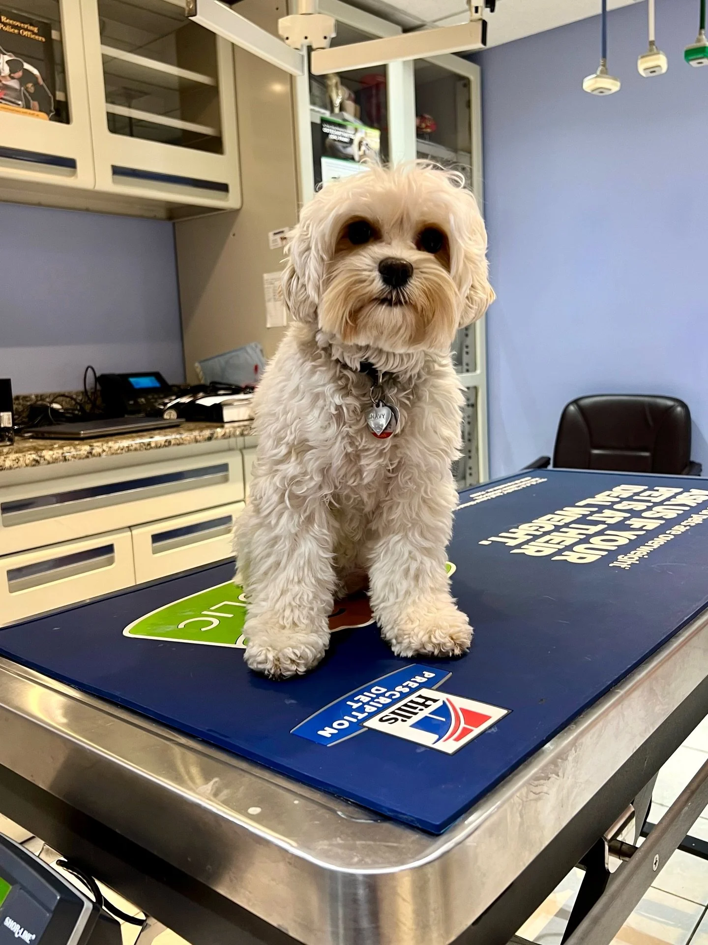 We have a 🤰 Navy Joelle update!! It looks like this tiny mama (8.5 lbs pre-pregnancy) is carrying TWO nice-sized baby bops! She is now a glowing 10.5 lbs and has an adorable belly. I&rsquo;ll share her puppy count xray to Stories so you can see her 