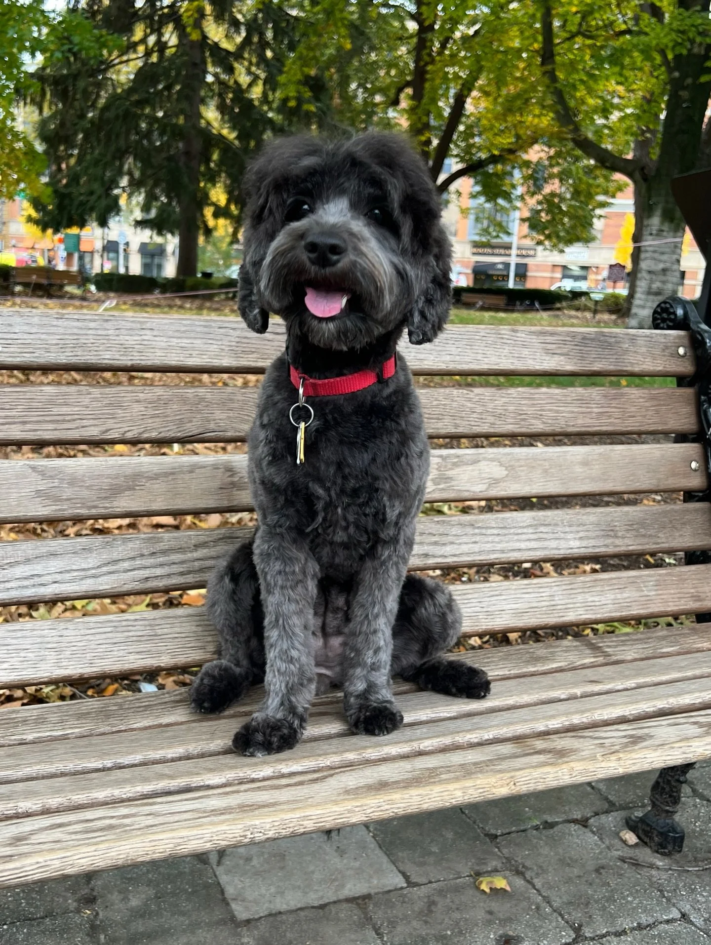 How is it possible that I&rsquo;m taking applications and reservations for Una&rsquo;s RETIREMENT LITTER?! ‼️🥹 My Uni Kahuni, the very first puppy born into Sunny Heart Doodles. Una, mom to Avalon and Navy and the rest of the Let It Snow, Swimply Th