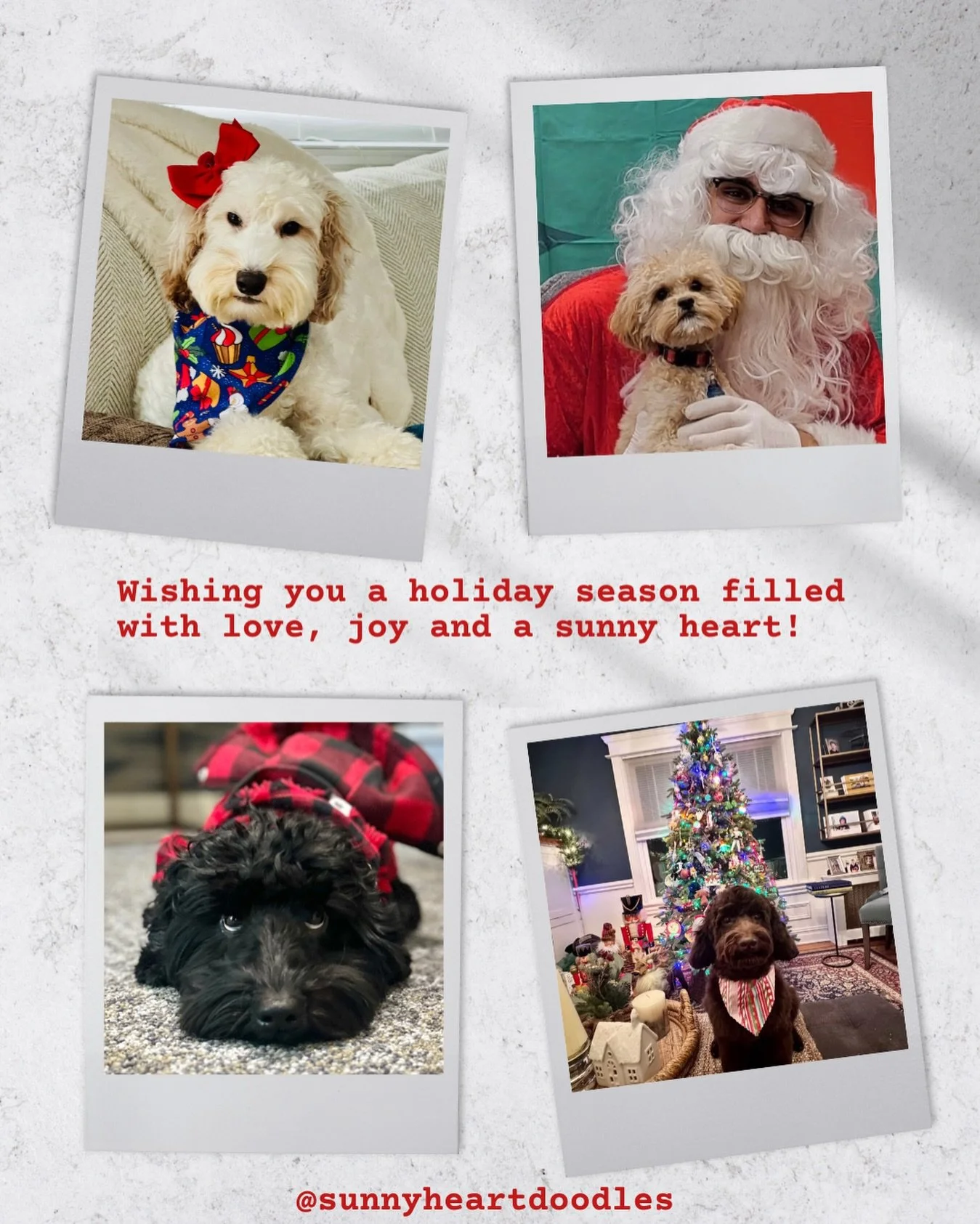 One of the things that I love about the SHD pack is that my families stay in touch with me&hellip;all the time!! I&rsquo;ve had ONE DOG in the history of Sunny Heart that hasn&rsquo;t provided me with updates. ONE (but I hear about him through the SH