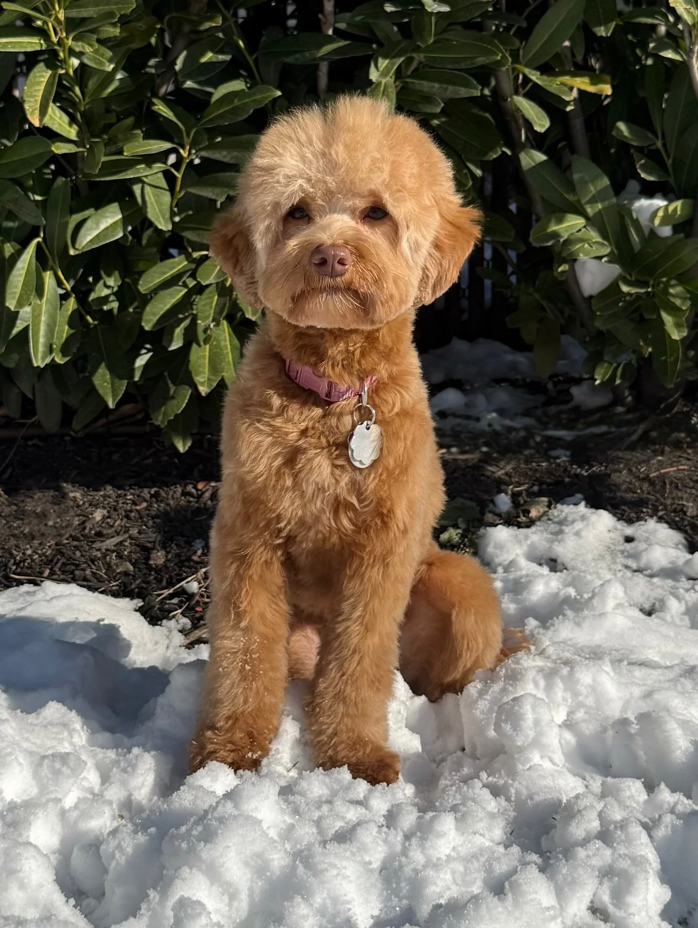 What a beauty! ✨ Sedona is turning 1 in just under two weeks! She has completed SO MUCH in her first year! Two puppy kindergarten classes, two rounds of basic 1, three (and a half?) rounds of basic 2, a few private training sessions (for fun), traine