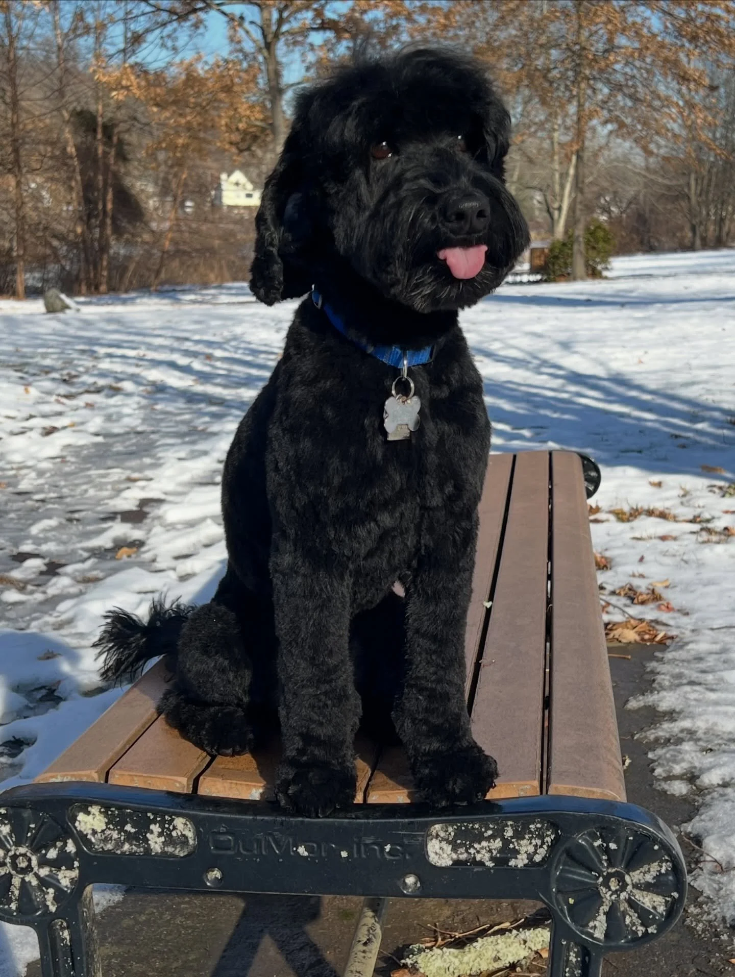Well, isn&rsquo;t this the most adorable little boy?! 💙 Camper is definitely on Santa&rsquo;s nice list this year! Everyone knows I&rsquo;m a sucker for black pups 🖤 but Camper&rsquo;s color genetics are extra cool. He&rsquo;s black but he carries 