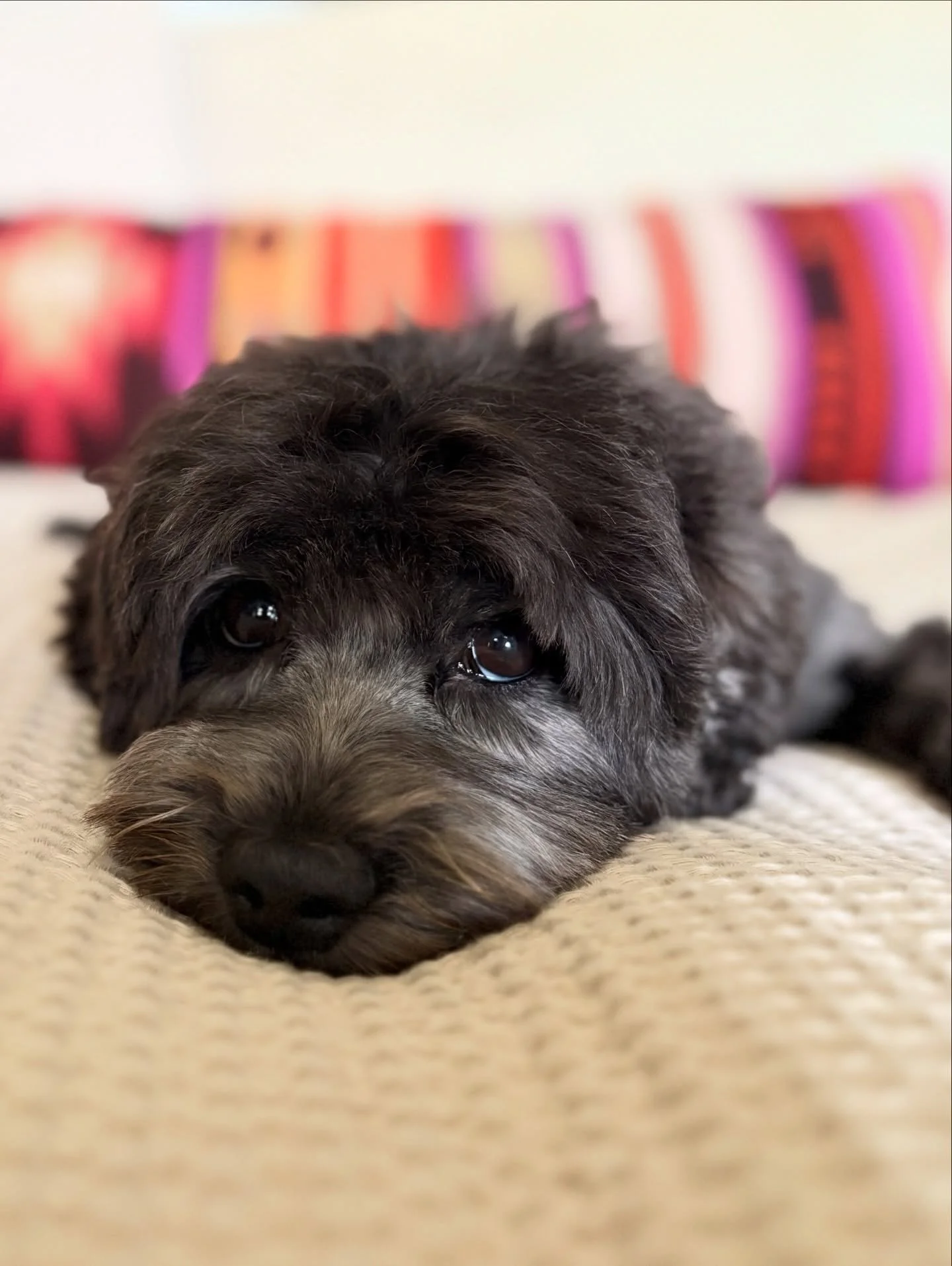 This beauty starts her honeymoon (with Gavin) later today! Can&rsquo;t wait for Una&rsquo;s retirement litter to arrive in March! 🥰 https://www.sunnyheartdoodles.com/upcoming ☀️❤️ #sunnyheartdoodles #shdunadandy