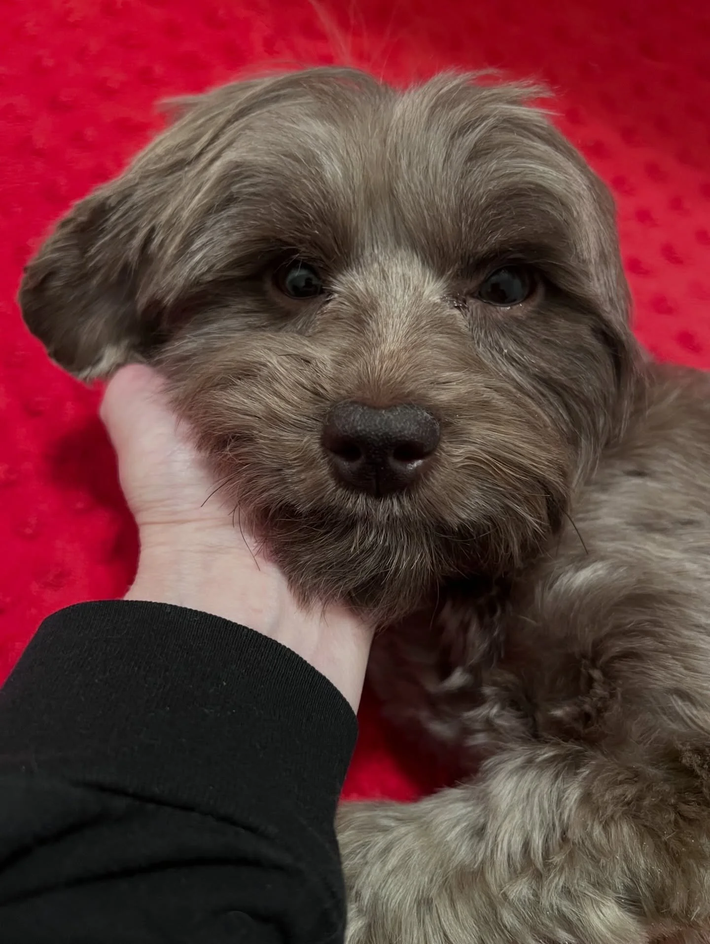 Avalon is here, she&rsquo;s settled in and we&rsquo;re on puppy watch! 👀 She got here yesterday and immediately buddied up with Navy. 🥰 A little while ago, the two even cuddled together in their Grandma Vippy&rsquo;s crate. I could always be wrong 