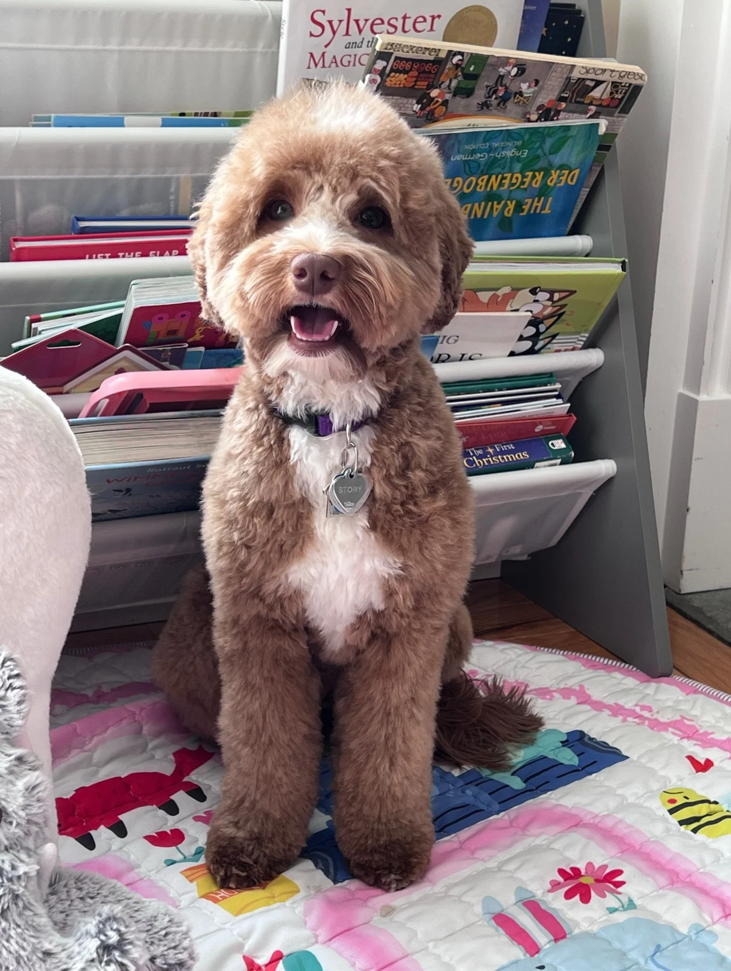 Look at smiley Story! 😄 Thanks to Rellie&rsquo;s mom for the idea for this &ldquo;story time with Story&rdquo; photo 📗📚📖 and for assisting with taking the pic! 📸 It sometimes takes a village to get these adorable portraits that I love sharing so