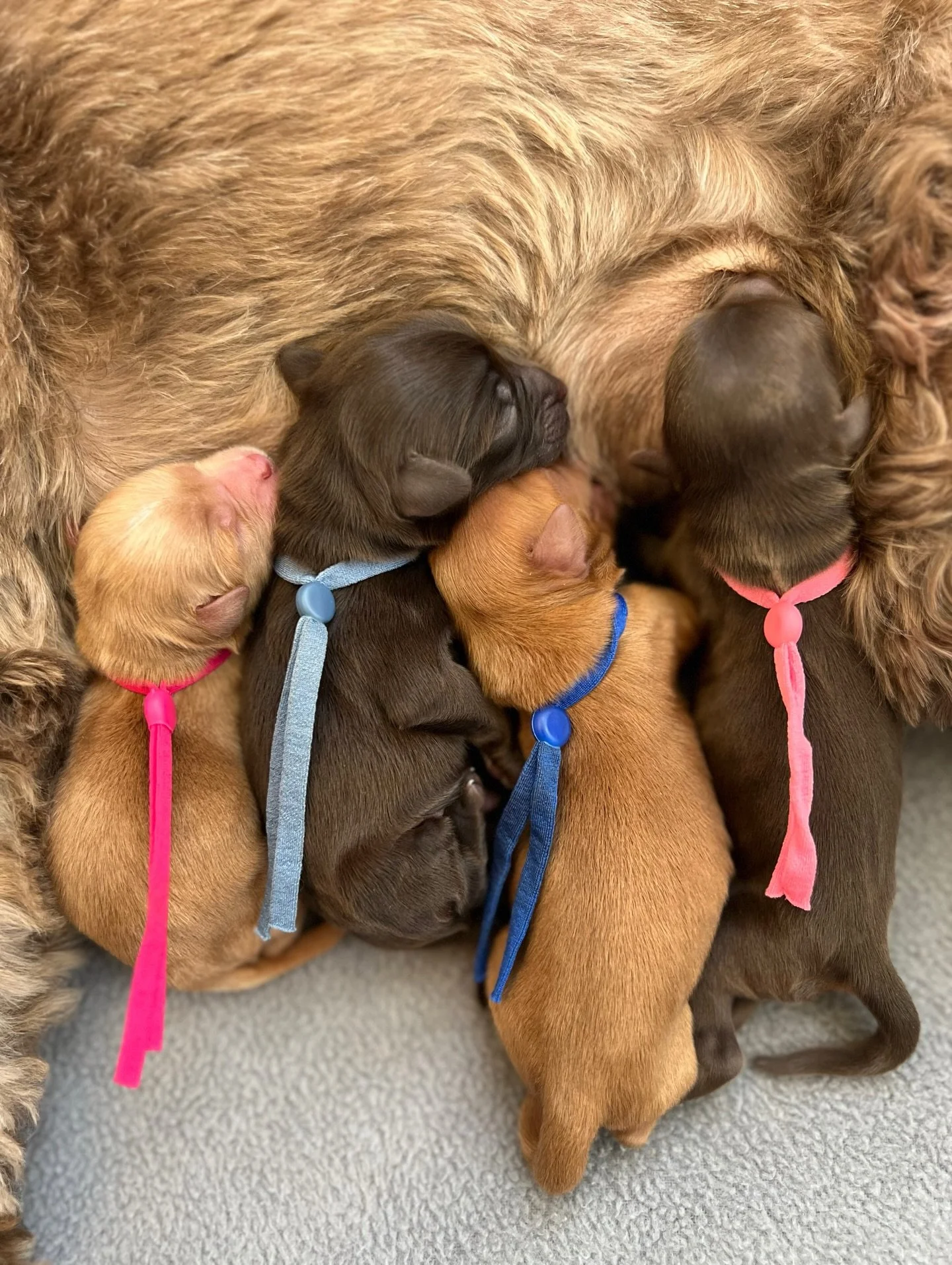 ☀️❤️ Arrival of 4 new Sunny Hearts! ☀️❤️ Yesterday morning, a day before her due date and about 10 hours after saying that I didn&rsquo;t think puppies would be arriving within the next 24 hours, Avalon decided to prove me wrong. Without much of a he