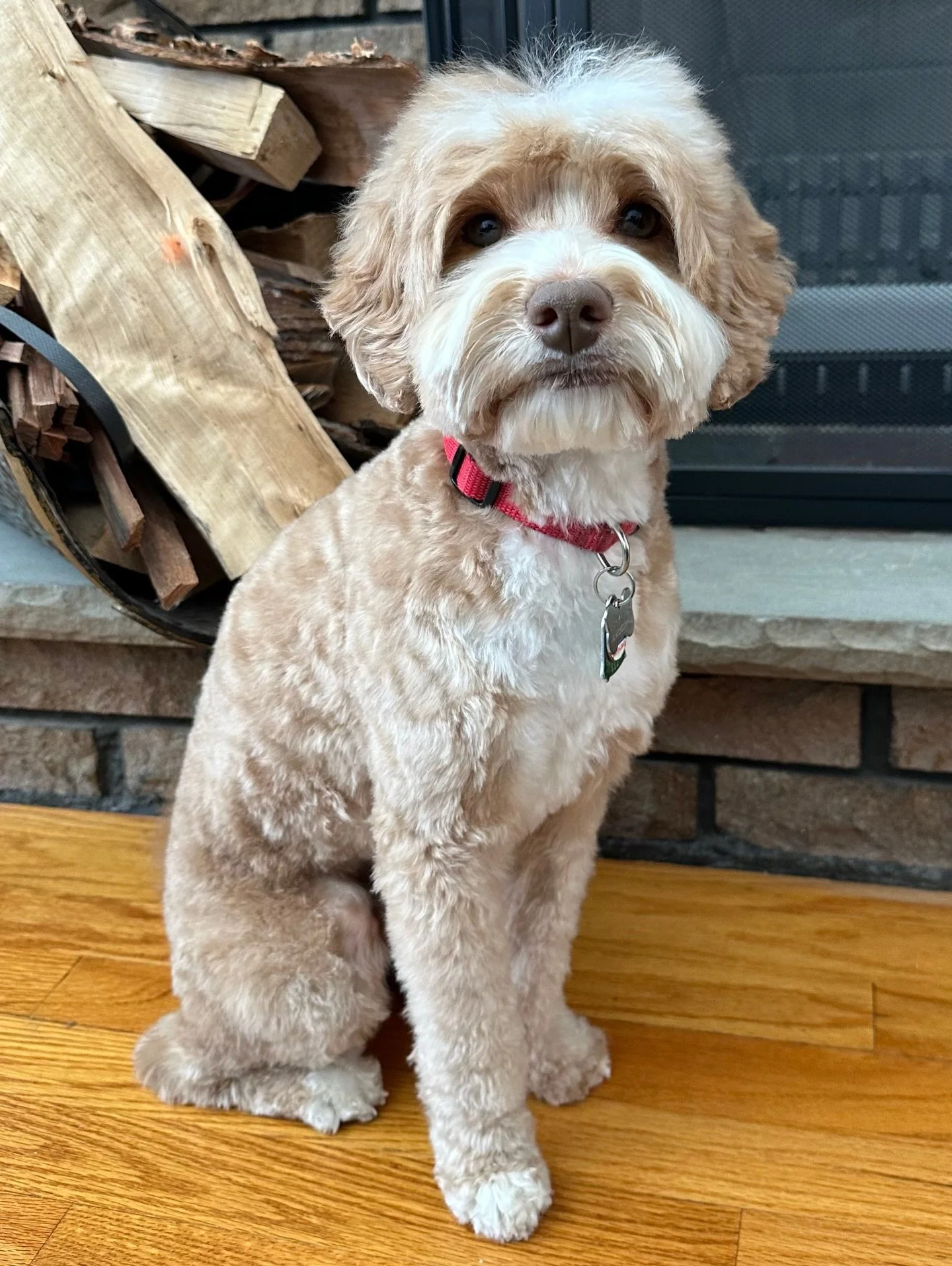 Handsome Fryler got groomed today and his mom sent me so many photos! I can&rsquo;t wait to share more of them soon. Fryler&rsquo;s next breeding will be with Rowyn. I&rsquo;ll give an update on that litter in Rowyn&rsquo;s post but needless to say, 