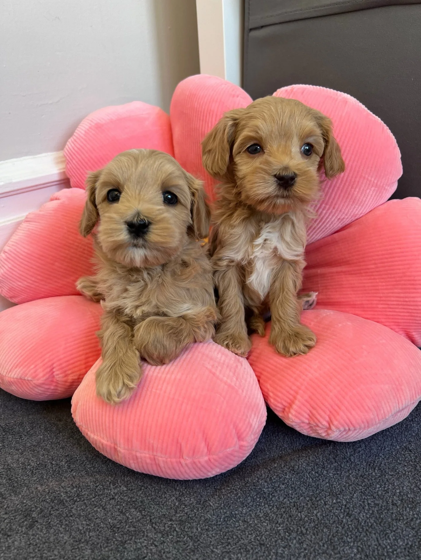 Two little daydreams resting on a ☁️💖 pink cloud {📸 featuring Periwinkle (left) and Cobalt (right) from our 💠💙 #SHDBLUEtiful litter} ☀️❤️ #sunnyheartdoodles