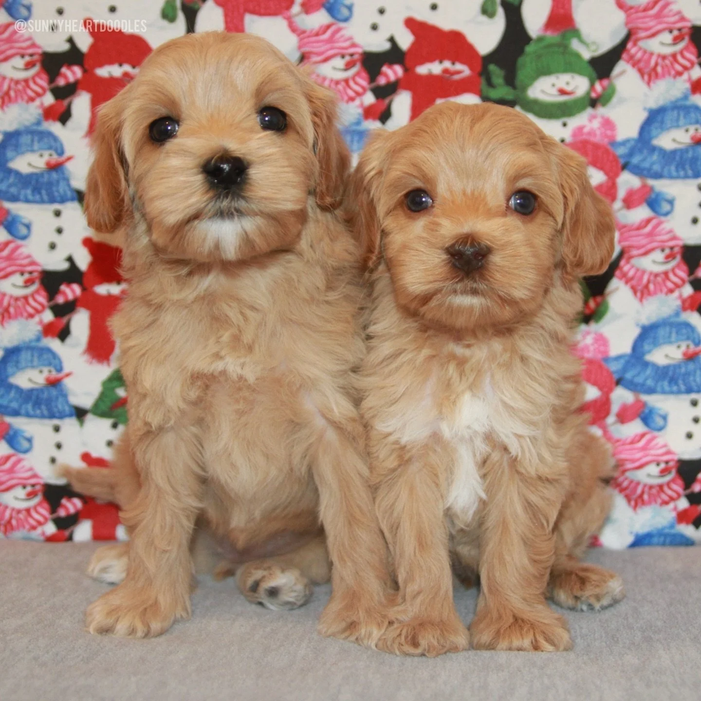 It&rsquo;s a busy week for these 6 week olds! Our 💠💙 #SHDBLUEtiful girls had a bath and blow-dry before photos today. They nestled into my lap for their blowouts. I may have gotten a little wet but I didn&rsquo;t mind. 😉 My helper did their handli