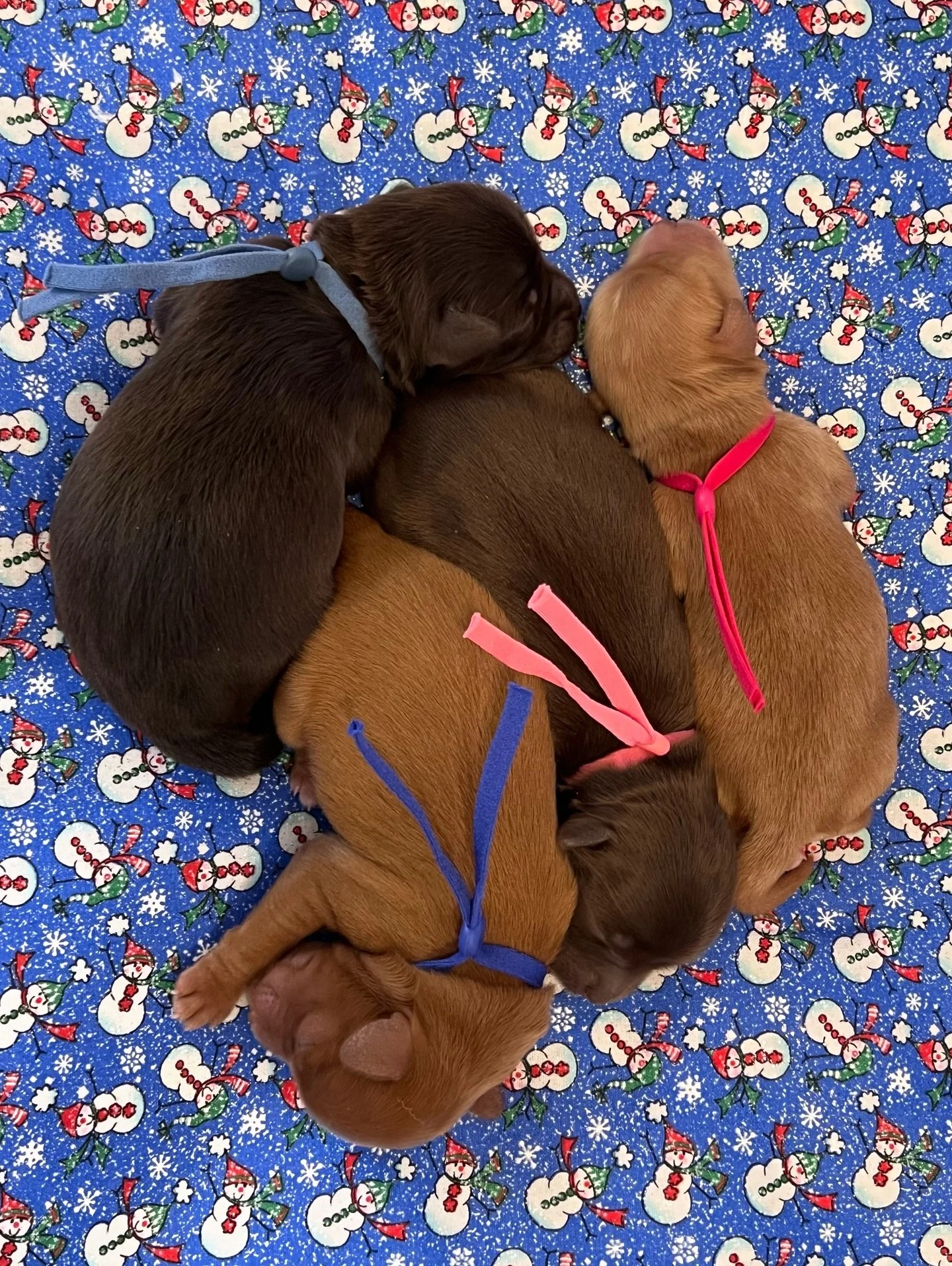 I&rsquo;m so excited to share our newest litter theme, the Sunny Heart Doodles &ldquo;Freezin&rsquo; Season&rdquo; 🛷🩵 litter! Avalon&rsquo;s big sister and I created the theme last AUGUST! We&rsquo;ve been discussing it for a loooong time! 🫶 The t