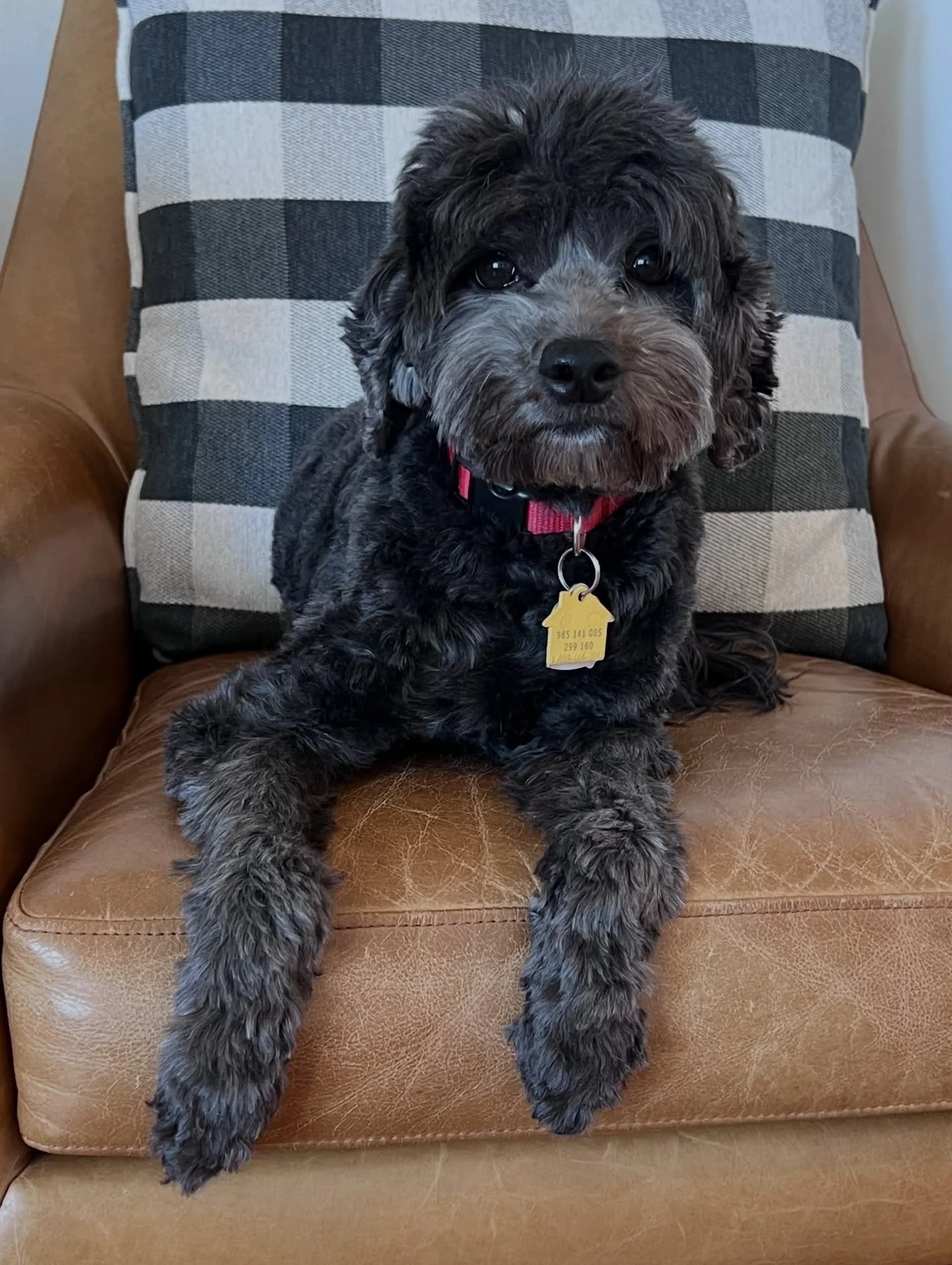 🥁 DRUMROLL, PLEASE!! 🥁 My first baby (the very first puppy born at SHD) is CONFIRMED PREGNANT with her retirement litter! I did an ultrasound today and saw some baby Uni Kahunis on the screen. 🥰 I can&rsquo;t believe we&rsquo;re just weeks away fr