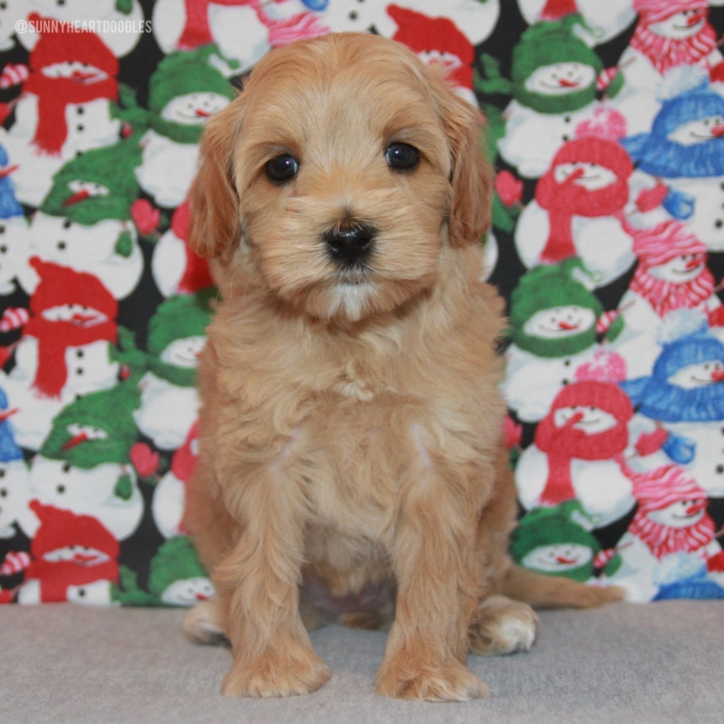 Our 💠💙 #SHDBLUEtiful girls are 6 weeks old and testing out their love for adventure and exploration. They&rsquo;re venturing away from me more and LOVING their exposures to new types of toys. Their most exciting news of the week is that as of last 