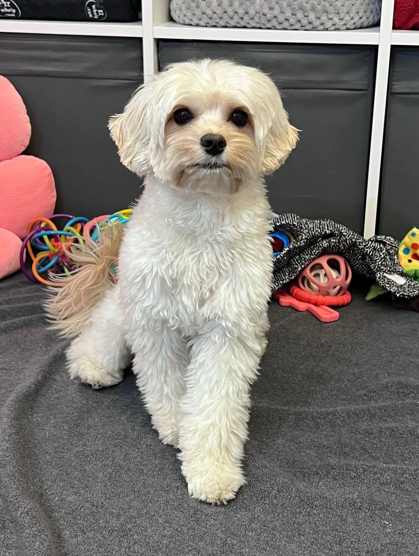 Well done, Mama Navy!! 👏 Navy&rsquo;s puppies are officially WEANED! Mama and babies sure adore each other so weaning really was a labor of love. Navy raised her puppies so beautifully and with so much TLC. They truly are lucky to have her. Navy was