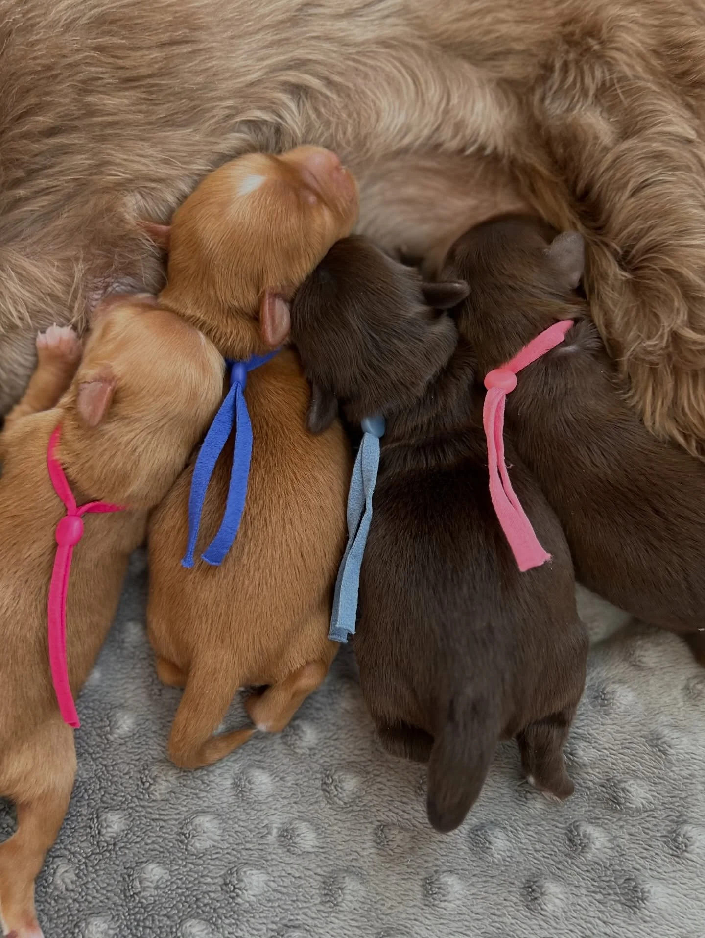 My mamas have the final say. 🥰 I tried taking the 🛷🩵 #SHDFreezinSeason litter&rsquo;s photo for the pic I&rsquo;m going to use to announce their names. I also use this photo to make into a canvas to hang on a wall in my puppy room. I always use a 