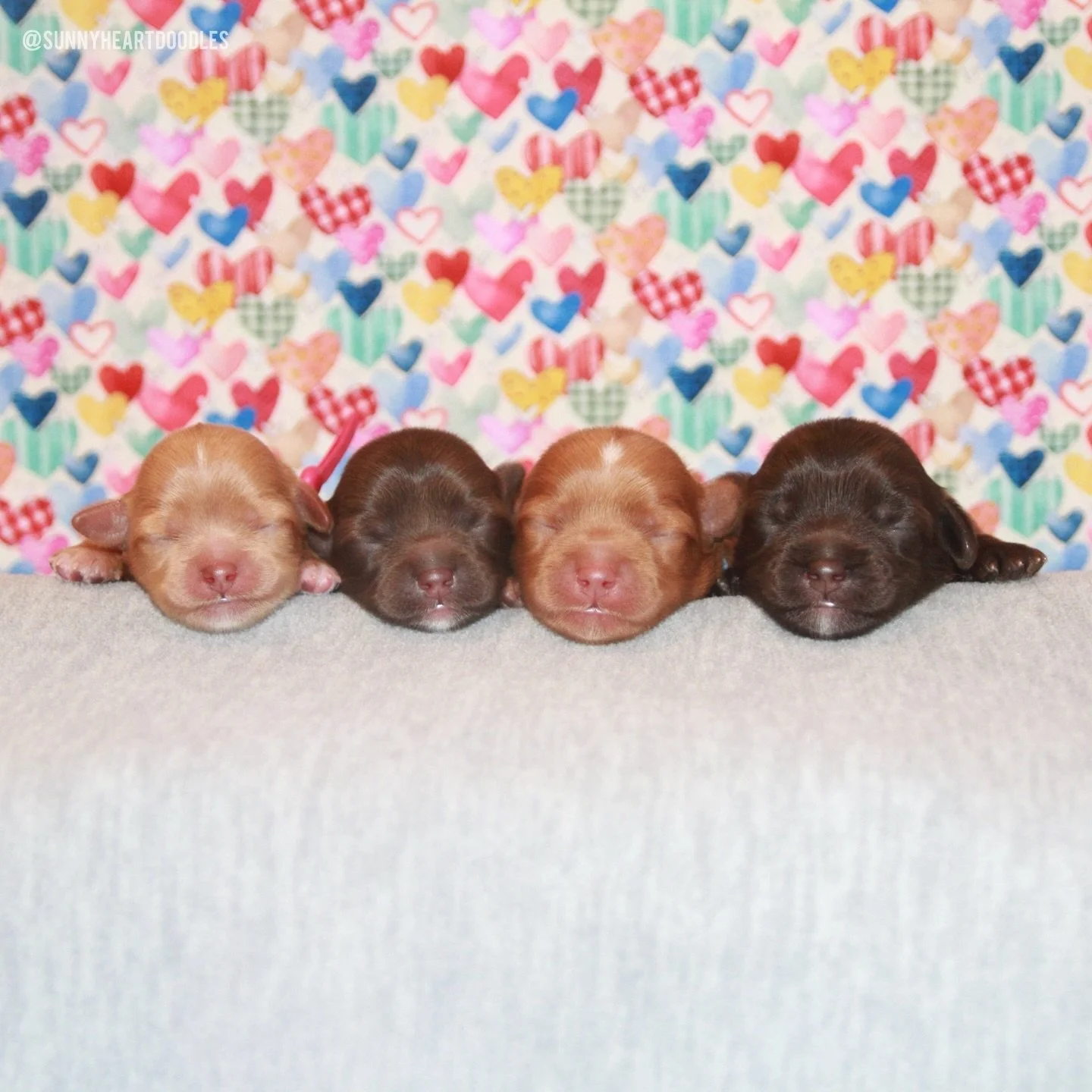 I&rsquo;m elated to share the individual names of our Freezin&rsquo; Season puppies! 🛷🩵 From left to right, Avalon and Gavin&rsquo;s sweet munchkins are named Snow (girl), Mittens (girl), Igloo (boy) and Frosty (boy). 🩷💙🩷💙 During these first ha