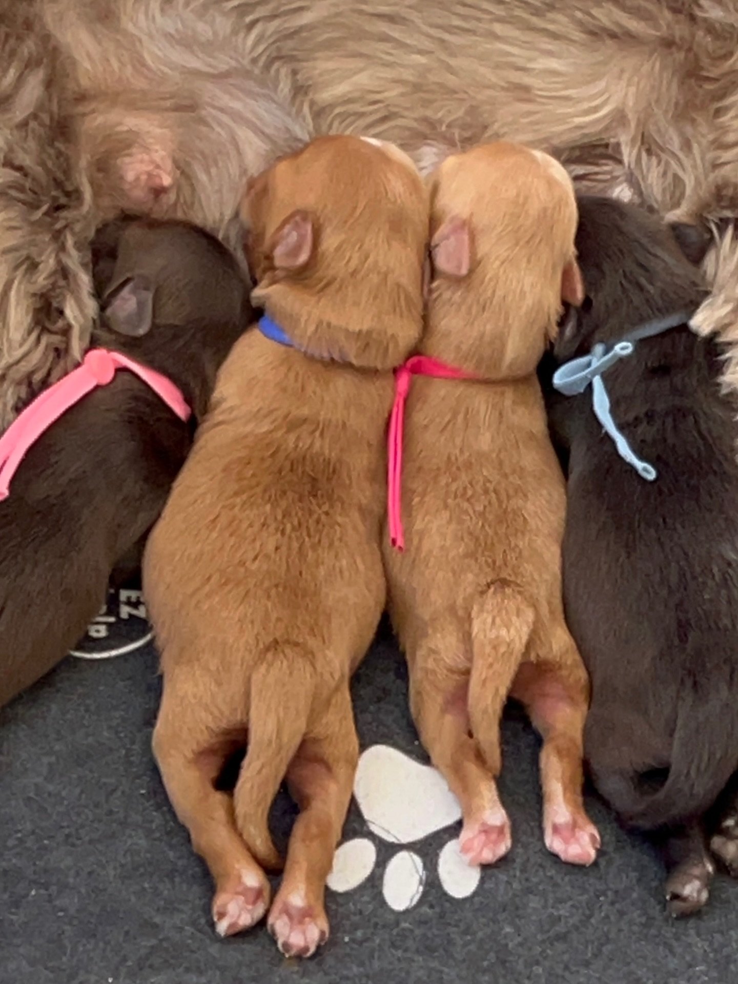 These babes never miss a meal from mama. The 🛷🩵 #SHDFreezinSeason pups are getting bigger by the day! ☀️❤️ #sunnyheartdoodles