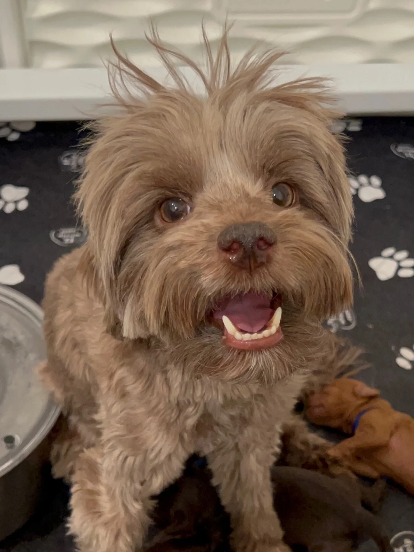 Static happens to the best of us. 😍 Right, mama Avalon?? ☀️❤️ #sunnyheartdoodles #shdavalonsage