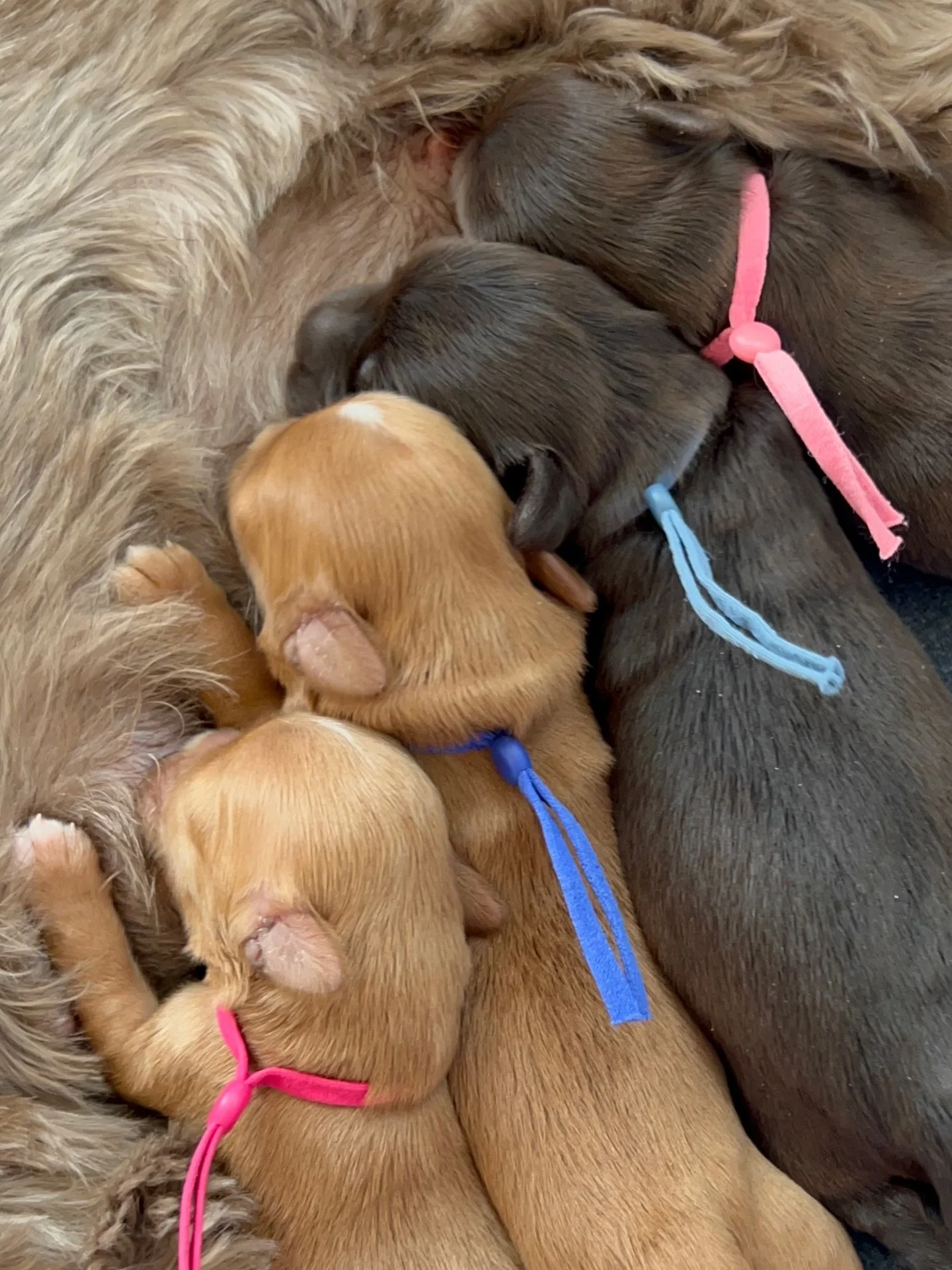 One milestone that we look for in our pups is that they double their birth weight by day 10. Some don&rsquo;t hit that doubling mark and that&rsquo;s ok but these guys&hellip;these guys are overachievers! 💯✨ All 4 of the babies in our 🛷🩵 #SHDFreez