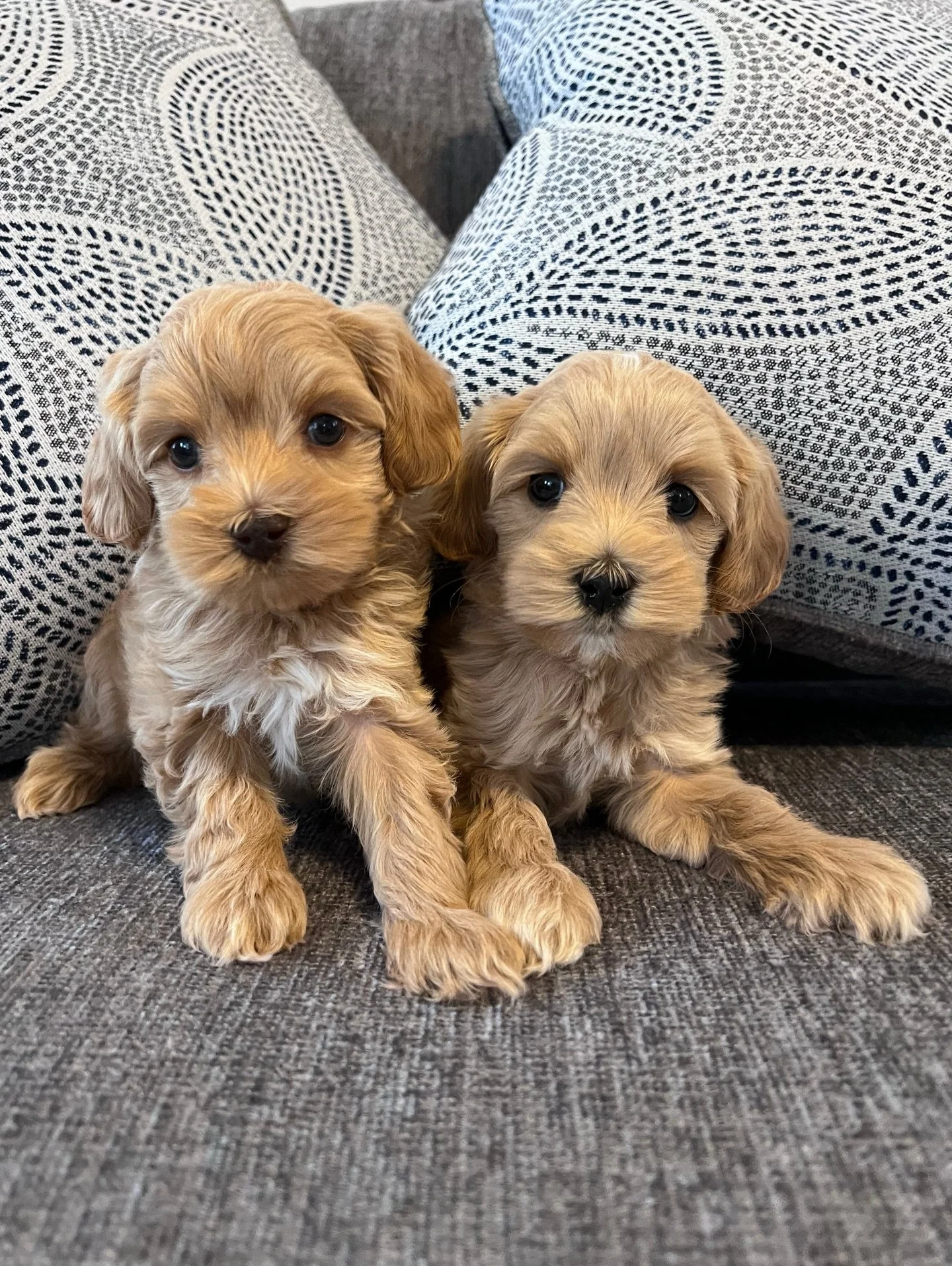 It took a minute but we finally have sofas at the new place! 🛋️🛋️ Since they&rsquo;re the &ldquo;big kids,&rdquo; Cobalt and Periwinkle from our 💠💙 #SHDBLUEtiful litter got to sit on them first. 😉 Actually, they even got to see the sofa at the s