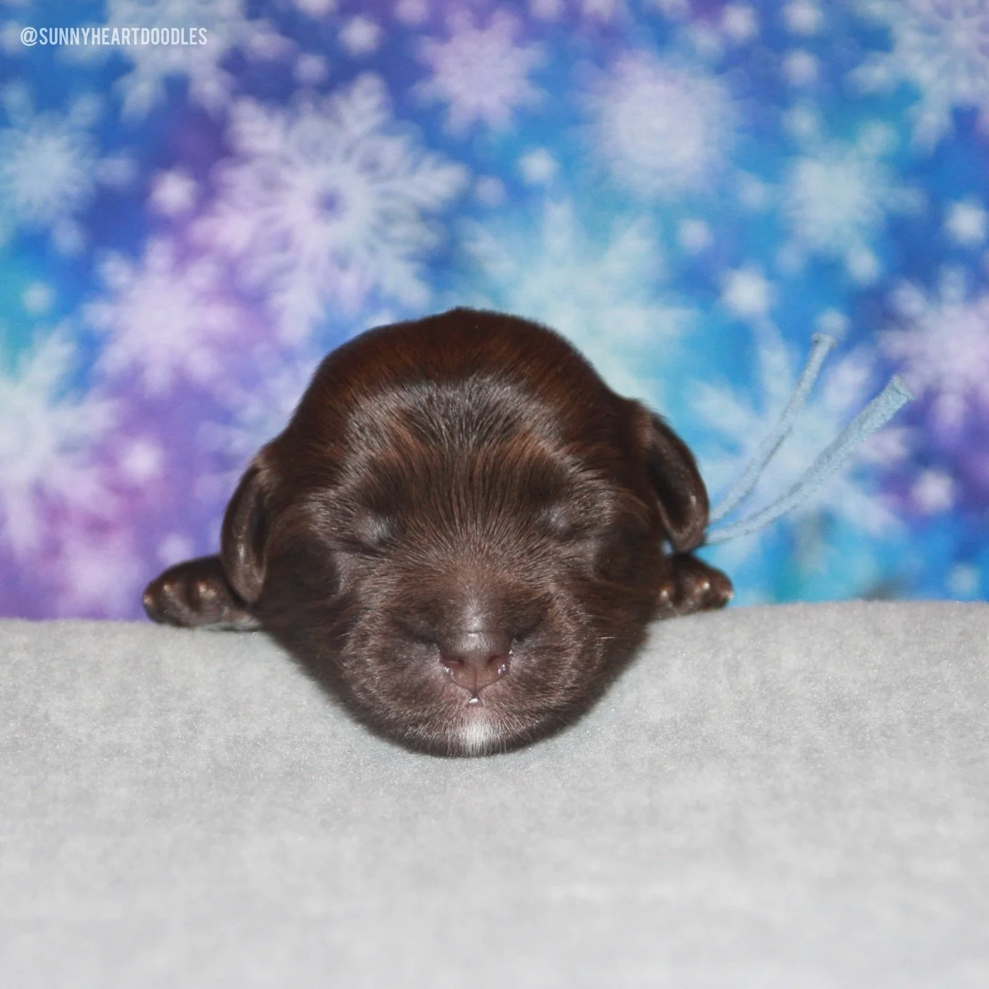 At 1 week old, 🛷🩵 #SHDFreezinSeason is bringing the freeze!! At one point today, it was -1&deg;!! 🧊🥶 We&rsquo;re staying warm and cozy, though! Mama Avalon cuddles her babies nonstop and is doting on them perfectly. She&rsquo;s keeping her sweeti