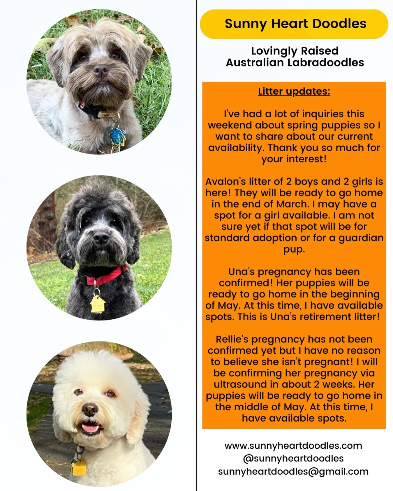 📰 AVAILABILITY UPDATES! 📰 I&rsquo;ve been receiving a flurry of inquiries and applications so I want to share the most current news about available spots in our next few litters. Avalon&rsquo;s pups are chocolates and caramels. Una&rsquo;s pups can