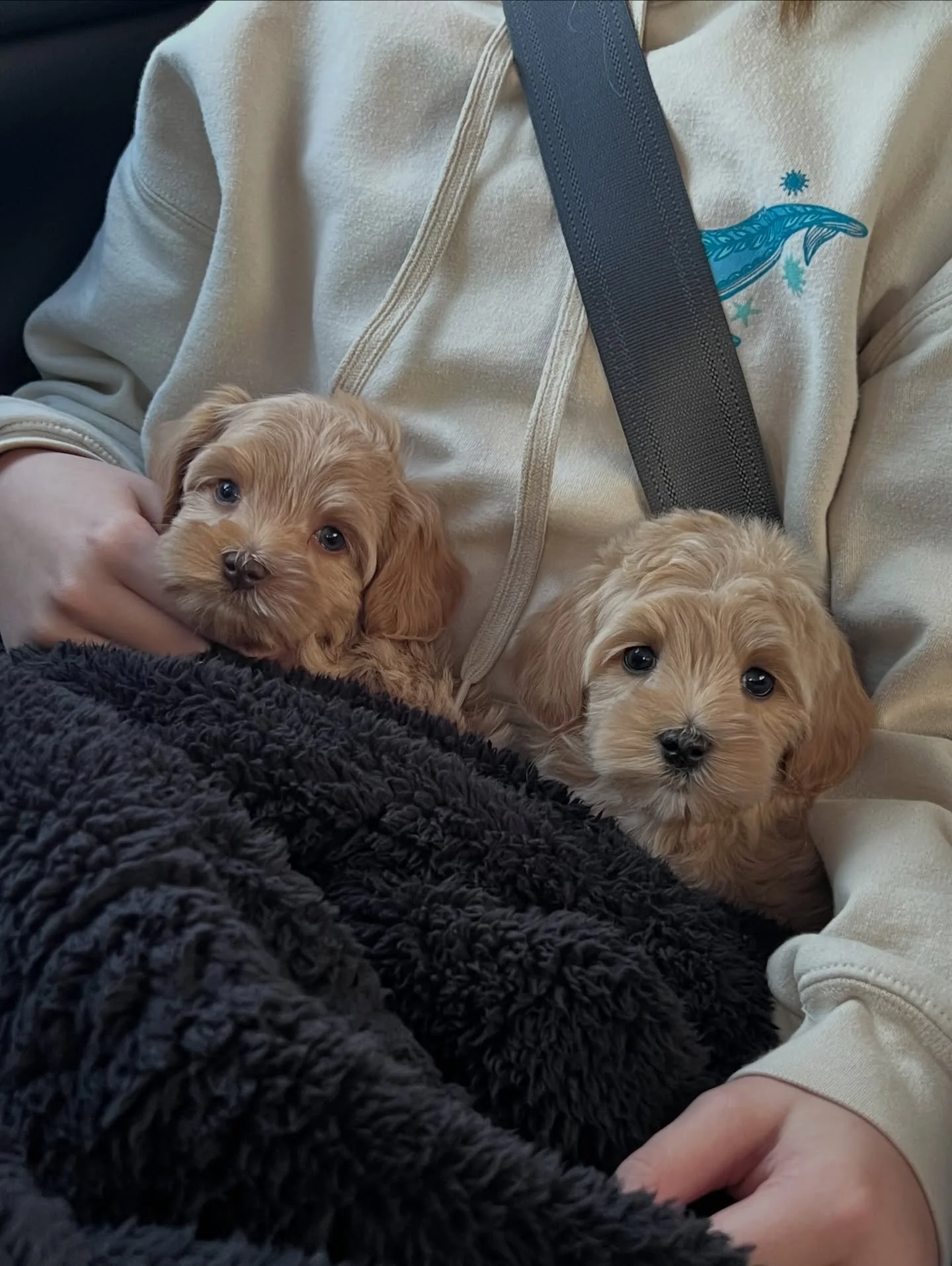 How lucky were the 💠💙 #SHDBLUEtiful babies to be cuddled by my helper as we waited for her mom? It was a FRIGID day (4&deg; maybe?). The car was heated to close to 80&deg; but Cobalt and Periwinkle revelled in the warm snuggles before going back in