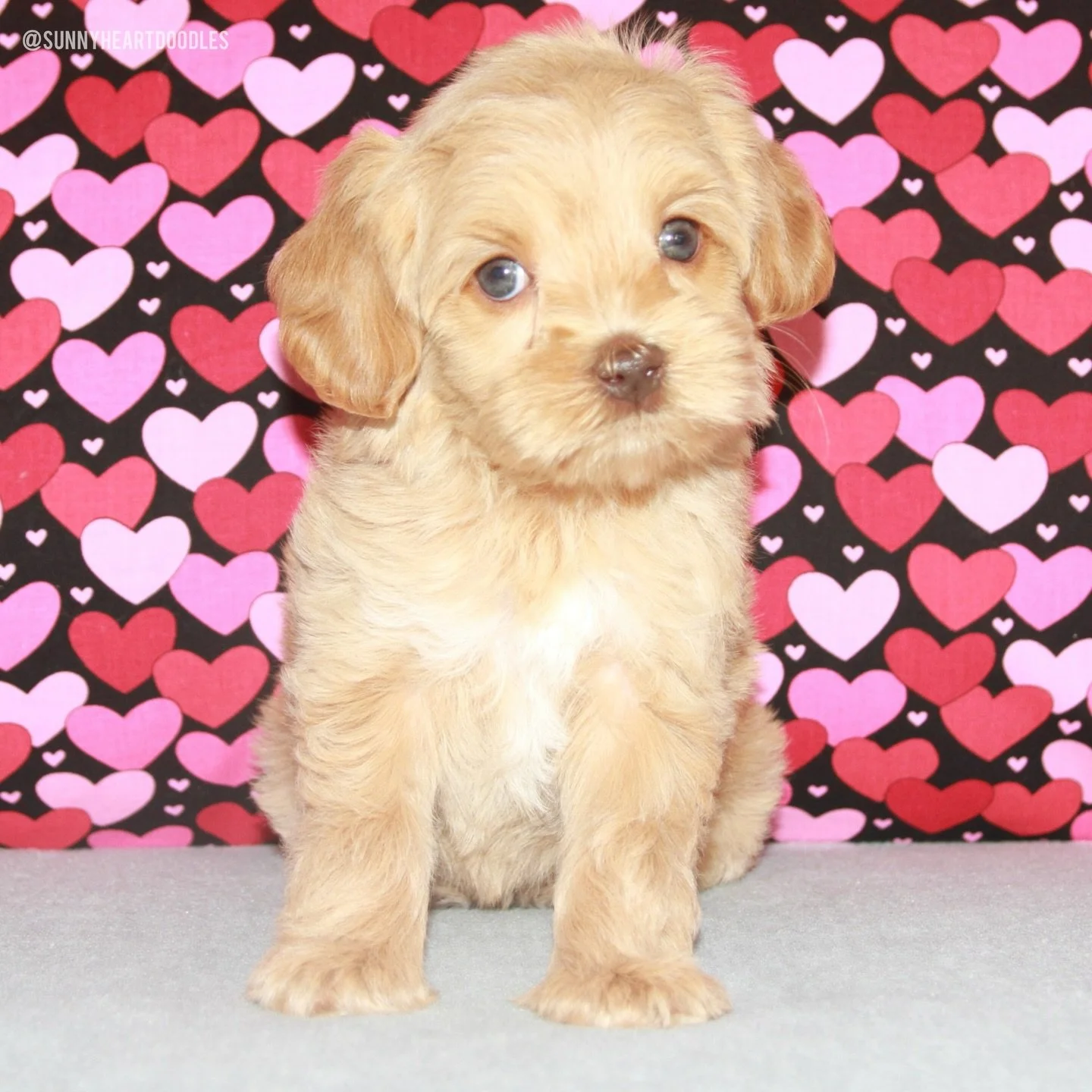 We have 7 week olds!! Our gorgeous 💠💙 #SHDBLUEtiful girls are 7 weeks old today! They have a busy week! We have vet visits today and on tap for the rest of the week, we have trait assessments and match meetings. It&rsquo;s unbelievable how time is 