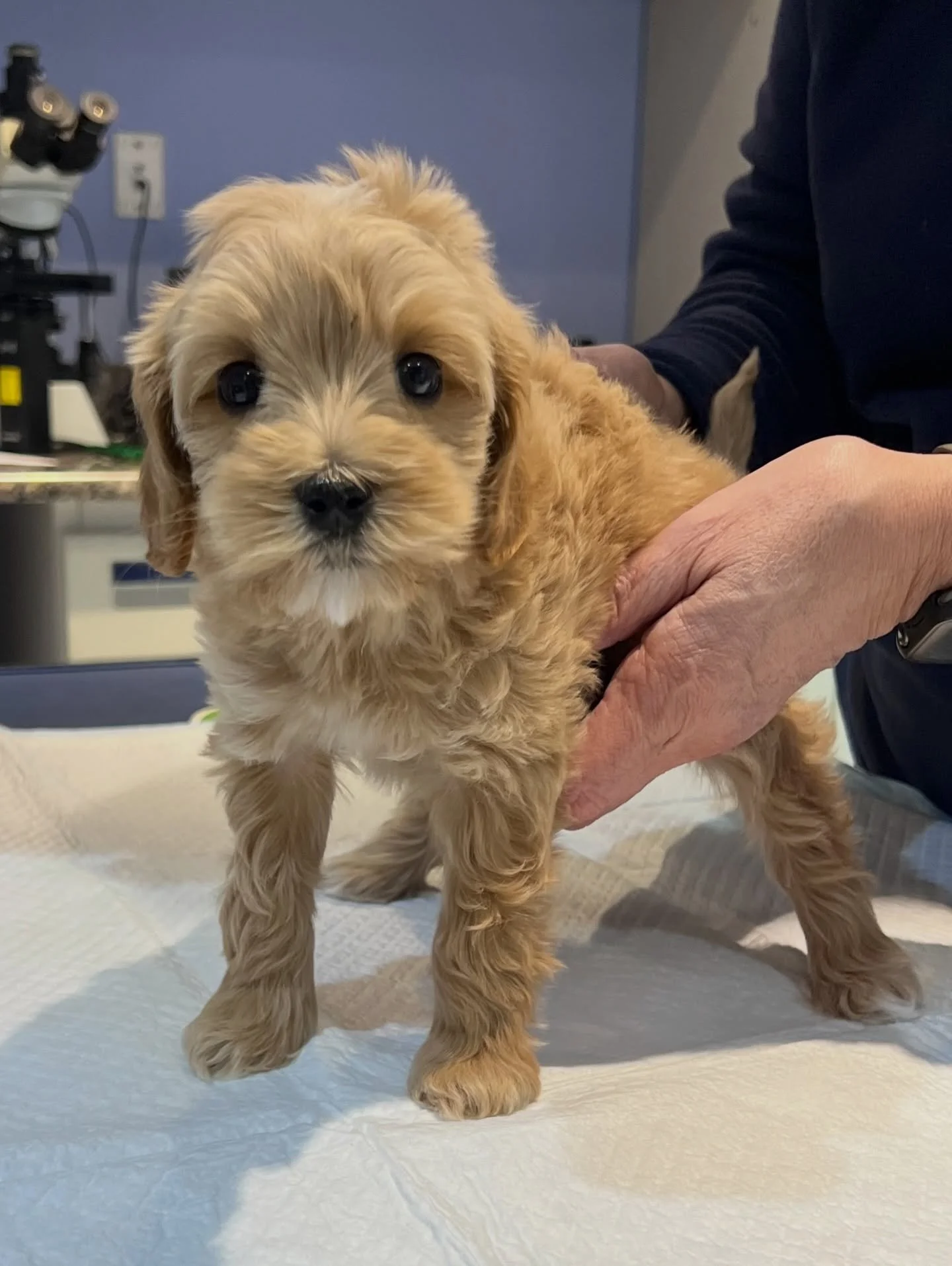 Perfect vet visits! 🩺💉 The 💠💙 #SHDBLUEtiful girls had their 7 week vet check today. These pups are tiny but they did great. In addition to an exam, their first vaccine and their microchip, they also received lots of hugs and kisses. 🥰😘 Both pup
