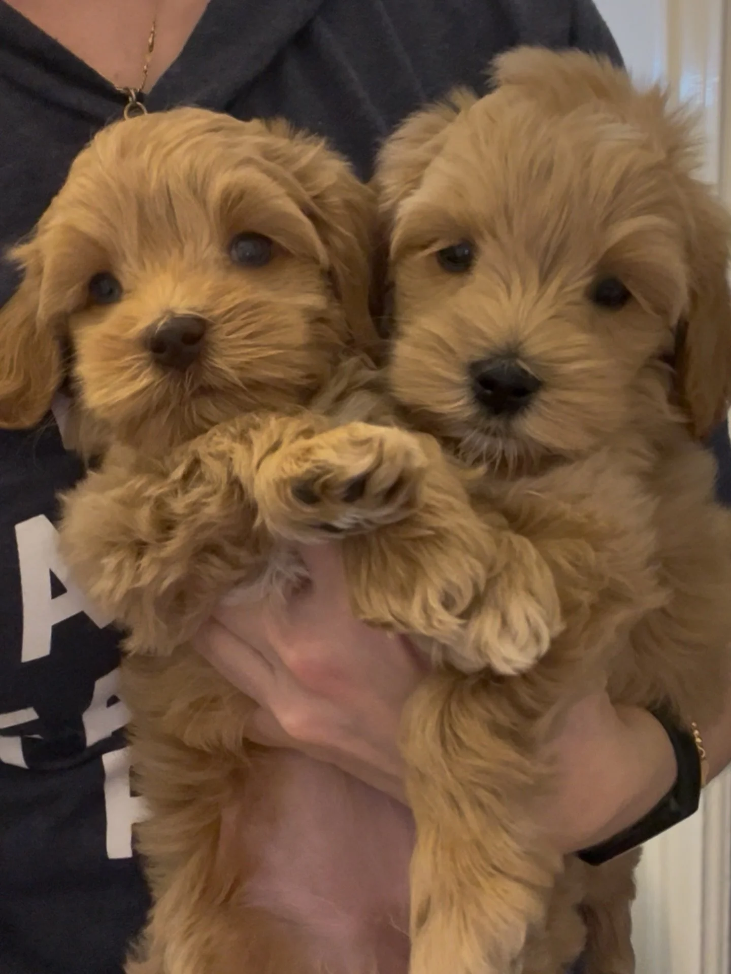 Every litter has its &ldquo;thing.&rdquo; For Cobalt and Periwinkle (our 💠💙 #SHDBLUEtiful litter), it&rsquo;s doing a cuddle dance before bed. I can hold both girls in one arm and we sway back and forth for a minute. Dogs thrive on patterns and con